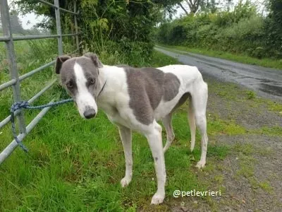 belle adozione greyhound