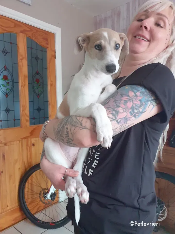 belle adozione levrieri grehound 1