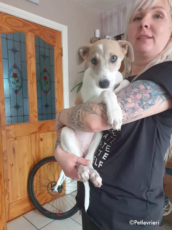 belle adozione levrieri grehound 2