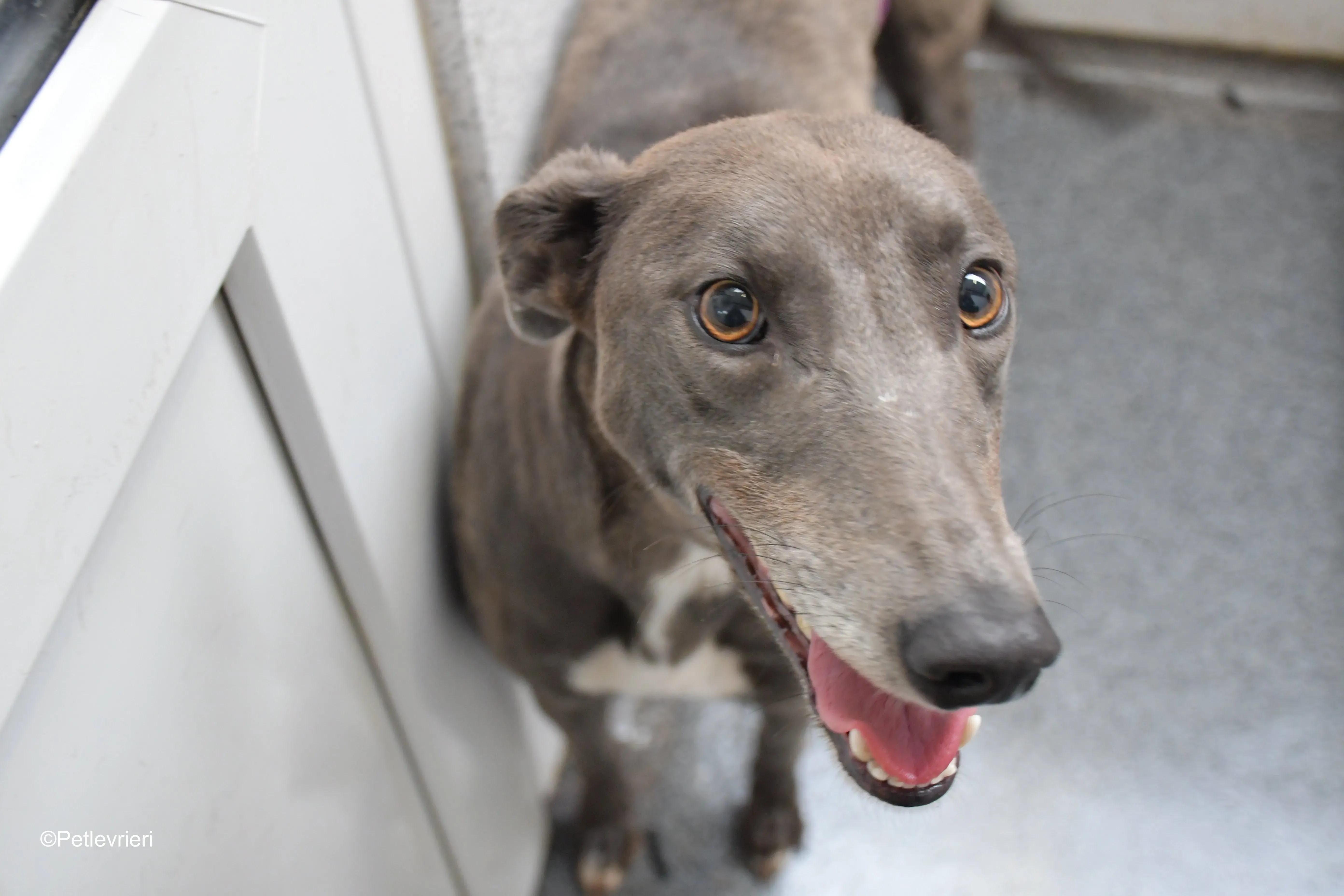 belle adozione levrieri greyhound 5