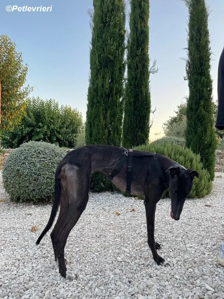 belle adozione levrieri greyhound 2