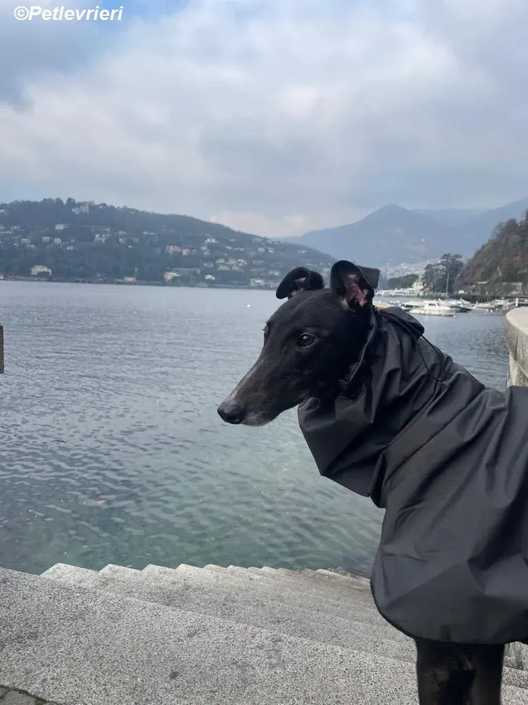 belle adozione levrieri greyhound 4