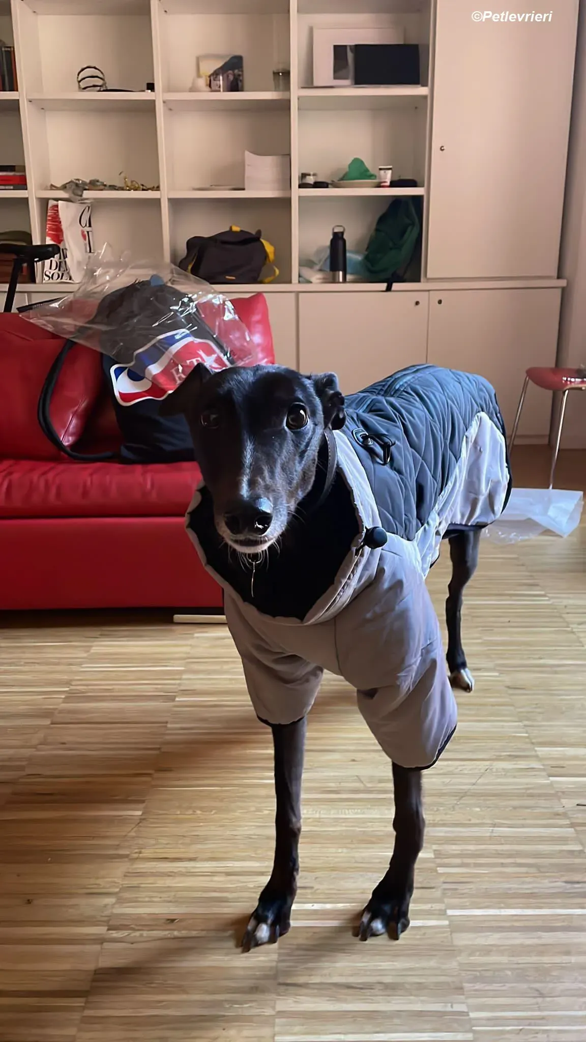 belle adozione levrieri greyhound 5