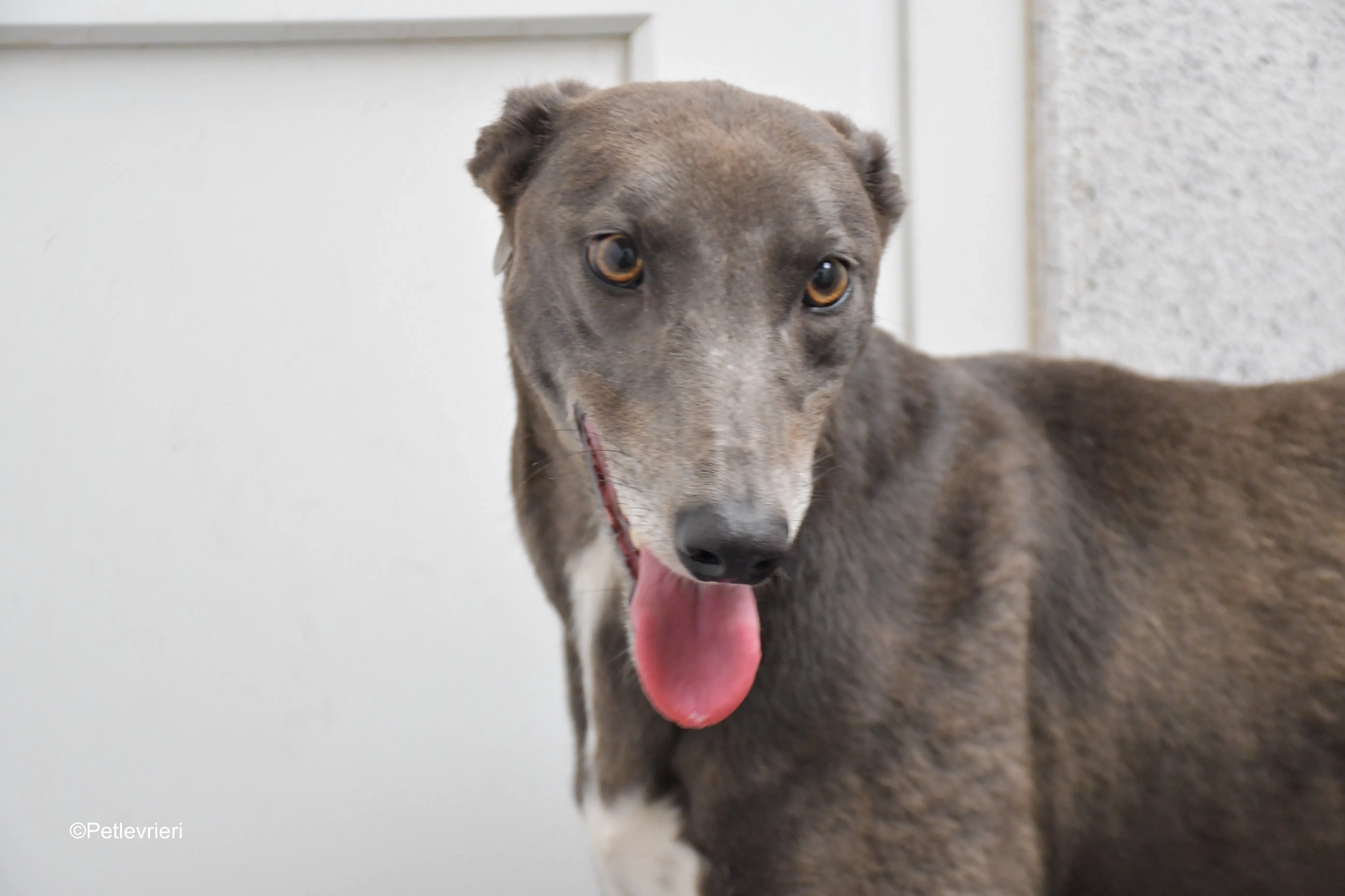 belle adozione levrieri greyhound 4