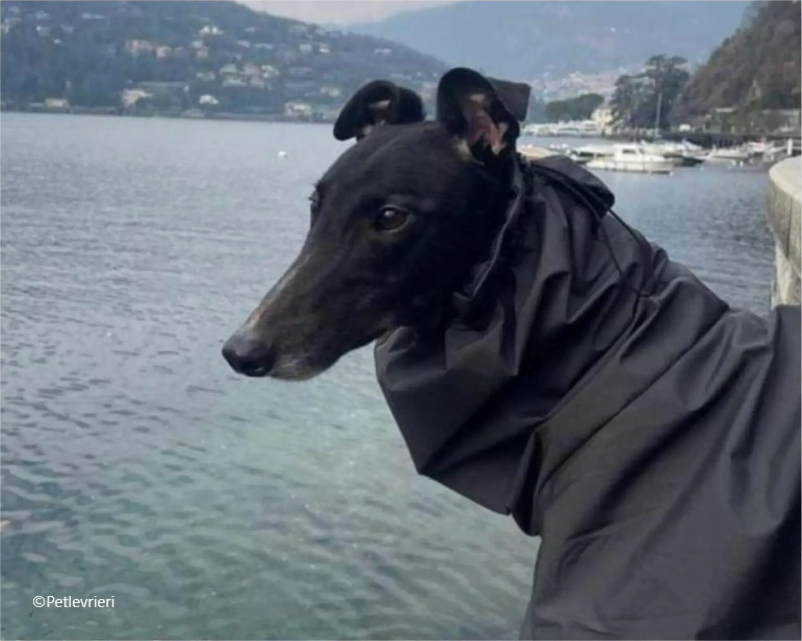 belle greyhound pet levrieri foster 3 scaled