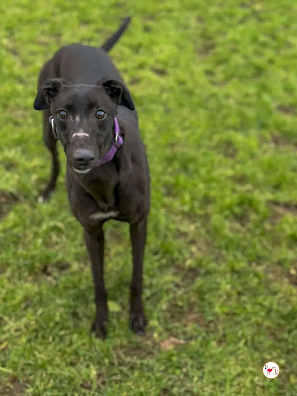 belle gray adozione 01