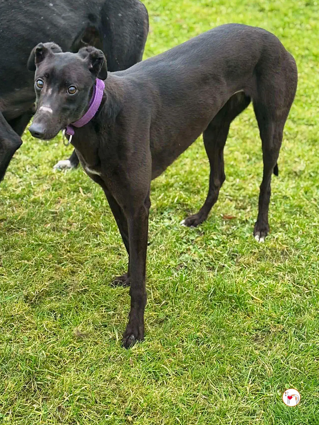 belle gray adozione 02