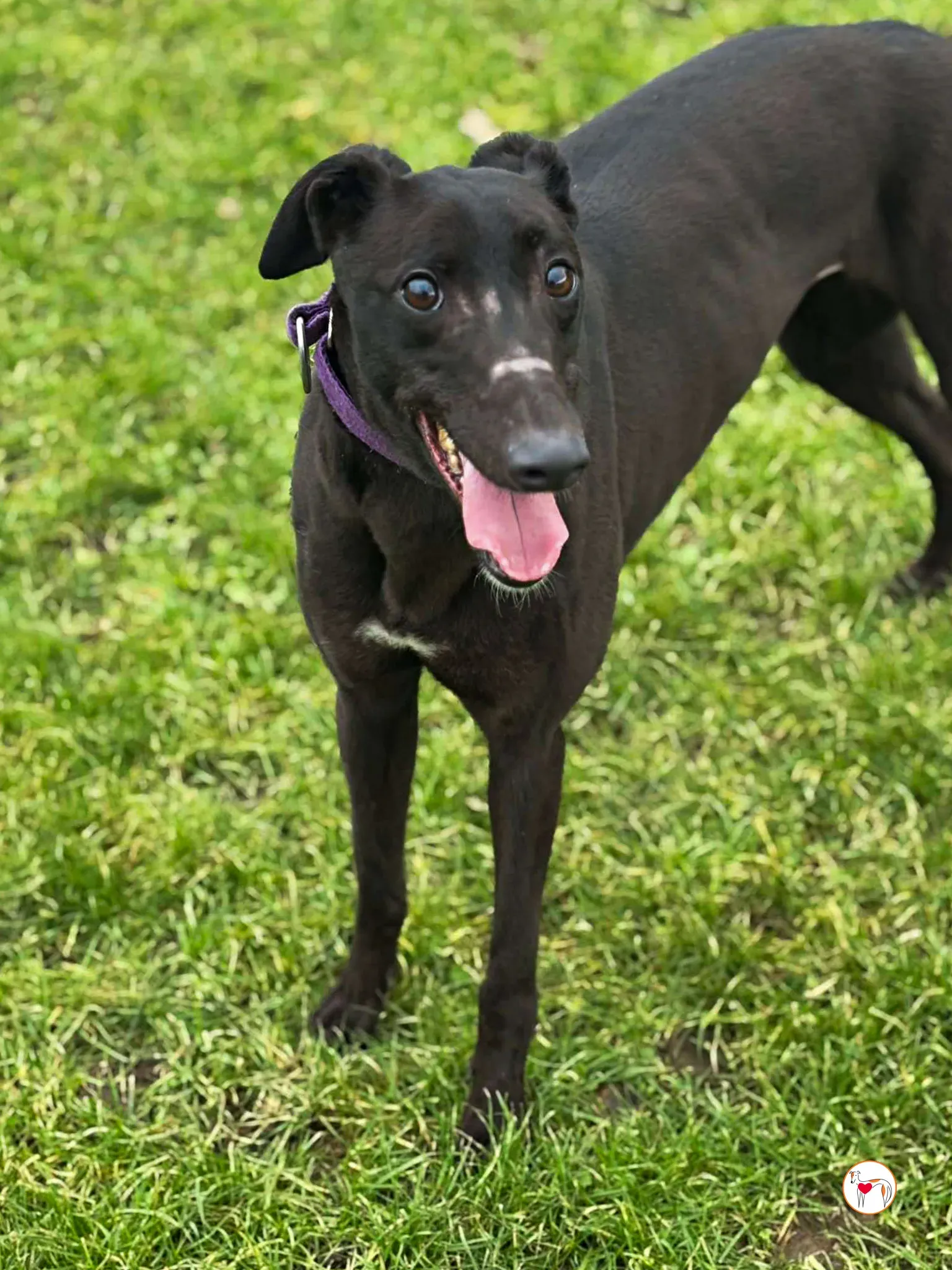 belle gray adozione 03