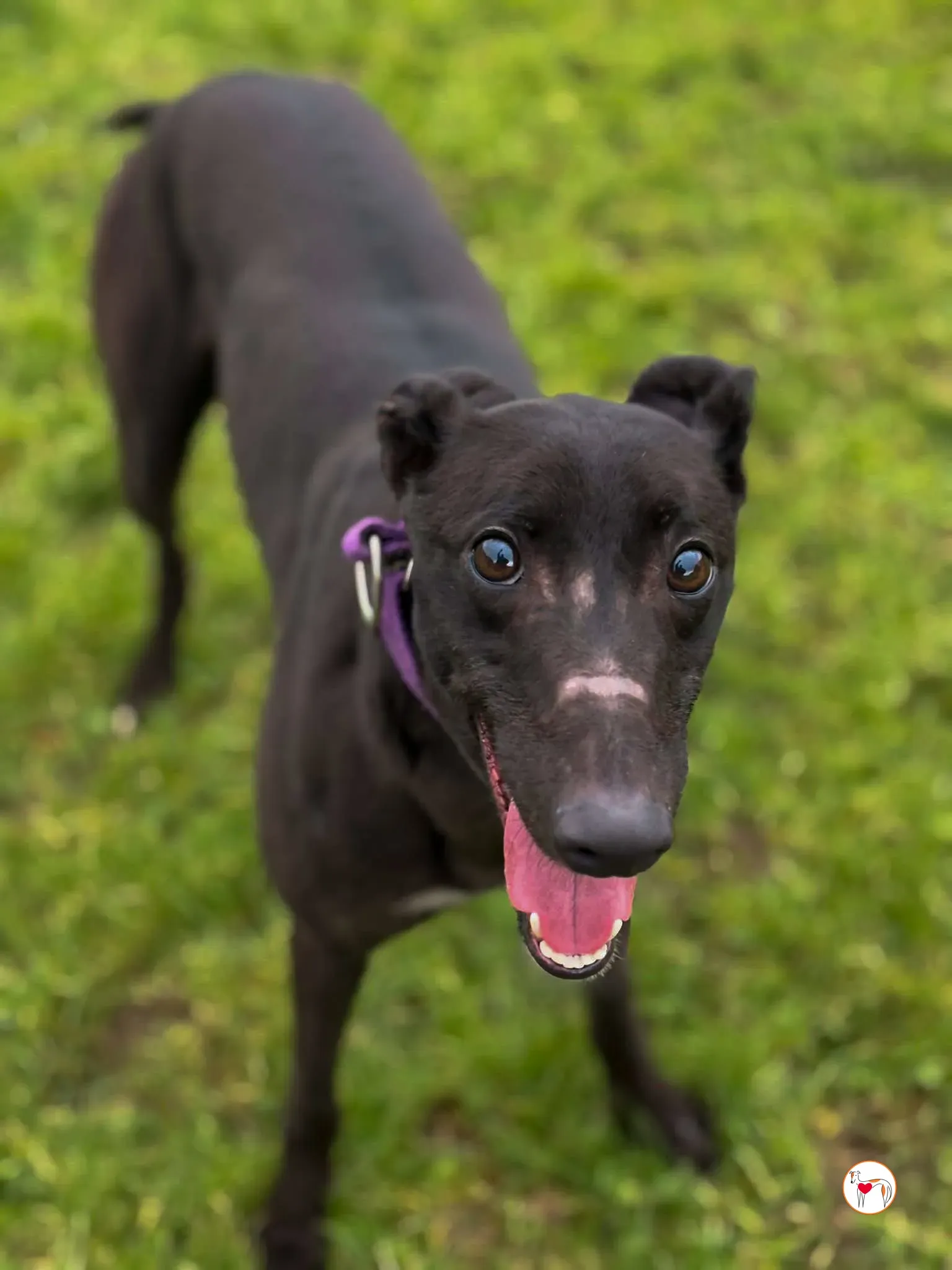 belle gray adozione 04