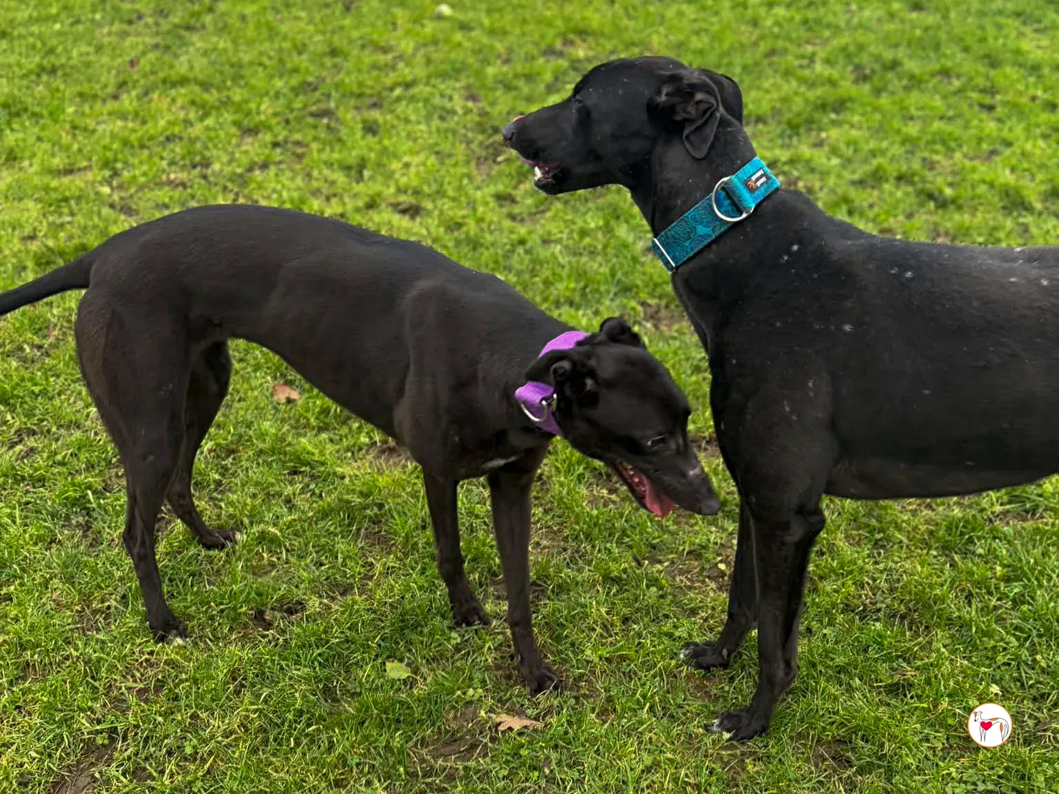 belle gray adozione 05