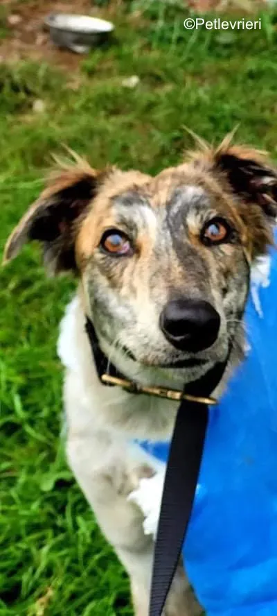 belmore adozione levrieri greyhound lurcher 1