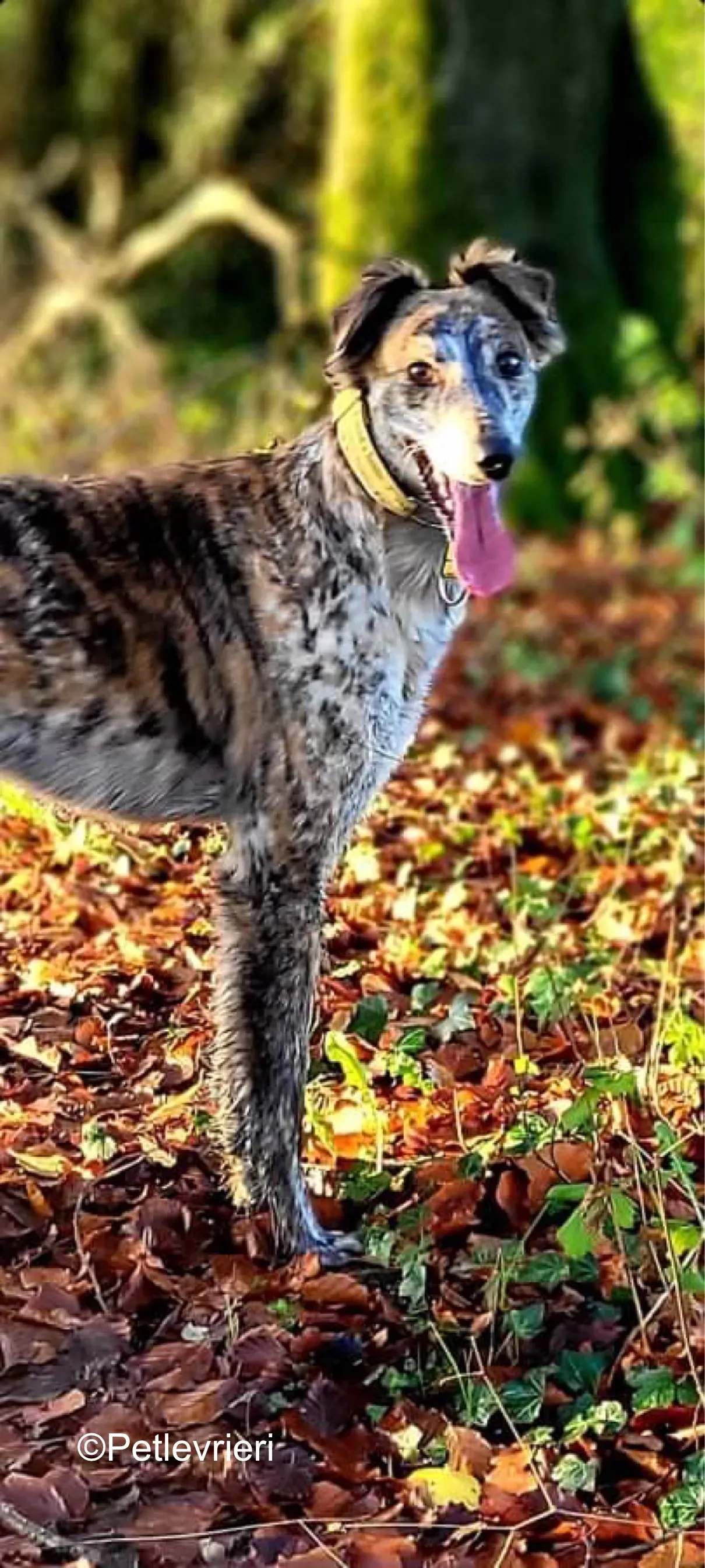 belmore adozione levrieri greyhound lurcher 10