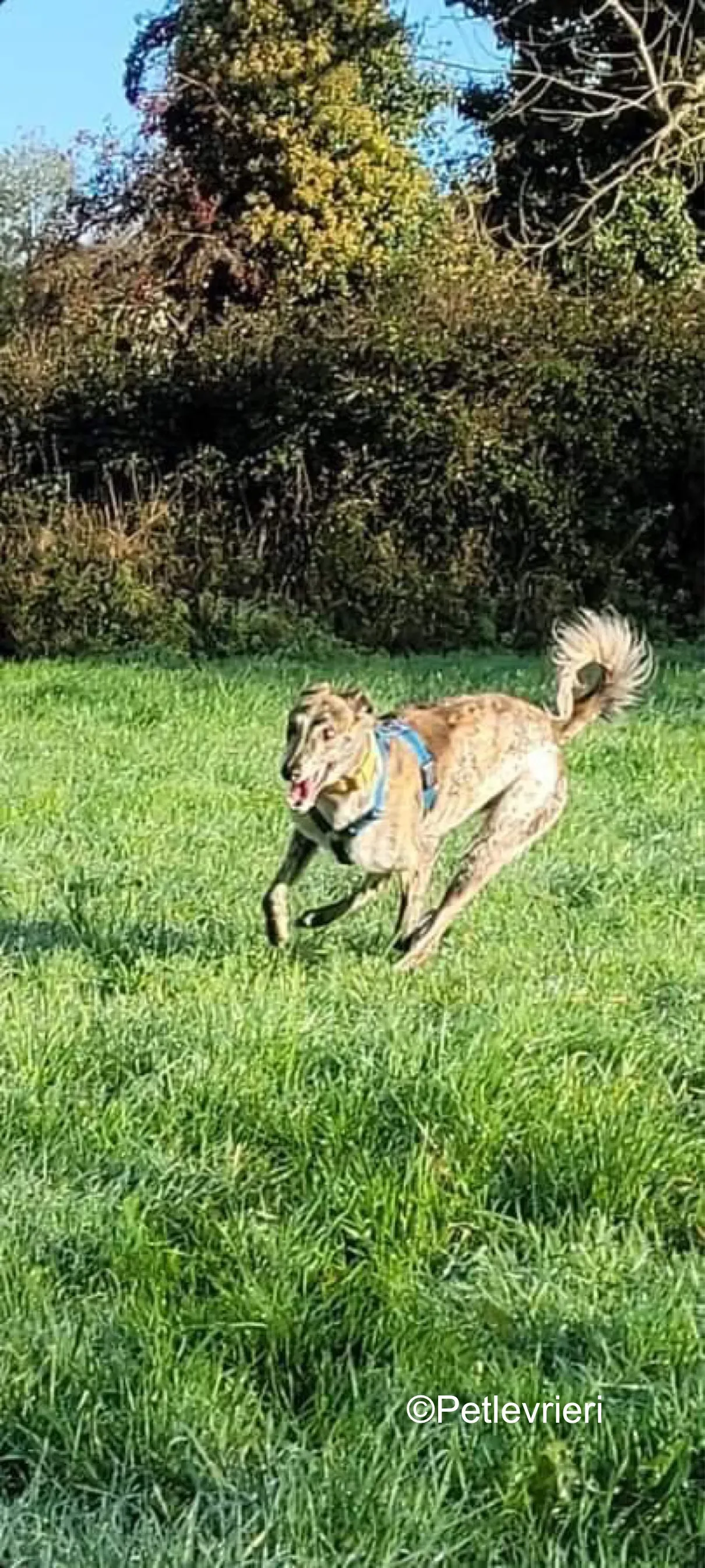 belmore adozione levrieri greyhound lurcher 11