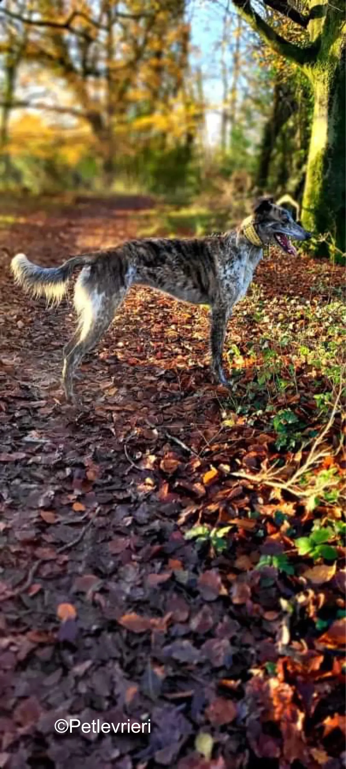 belmore adozione levrieri greyhound lurcher 2
