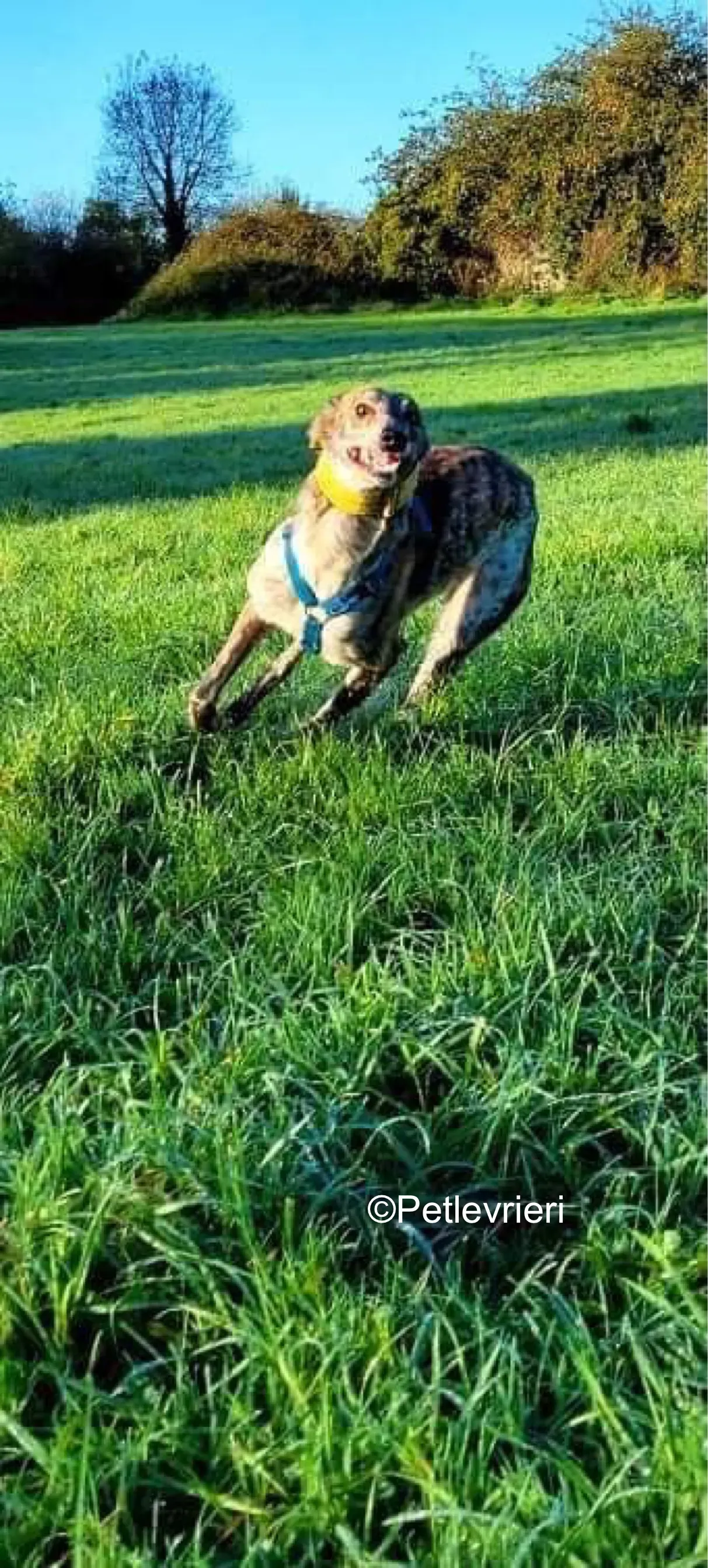 belmore adozione levrieri greyhound lurcher 3