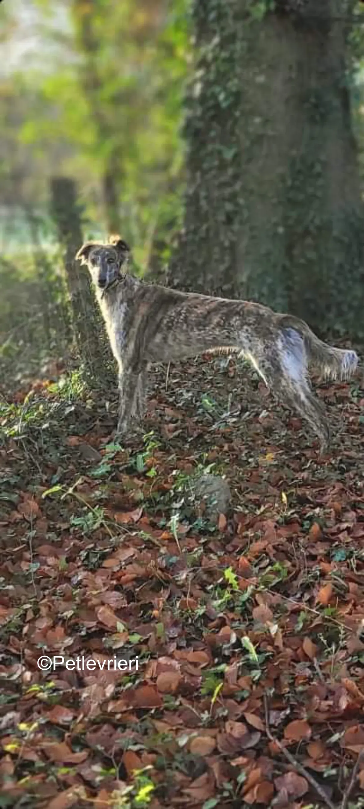 belmore adozione levrieri greyhound lurcher 4