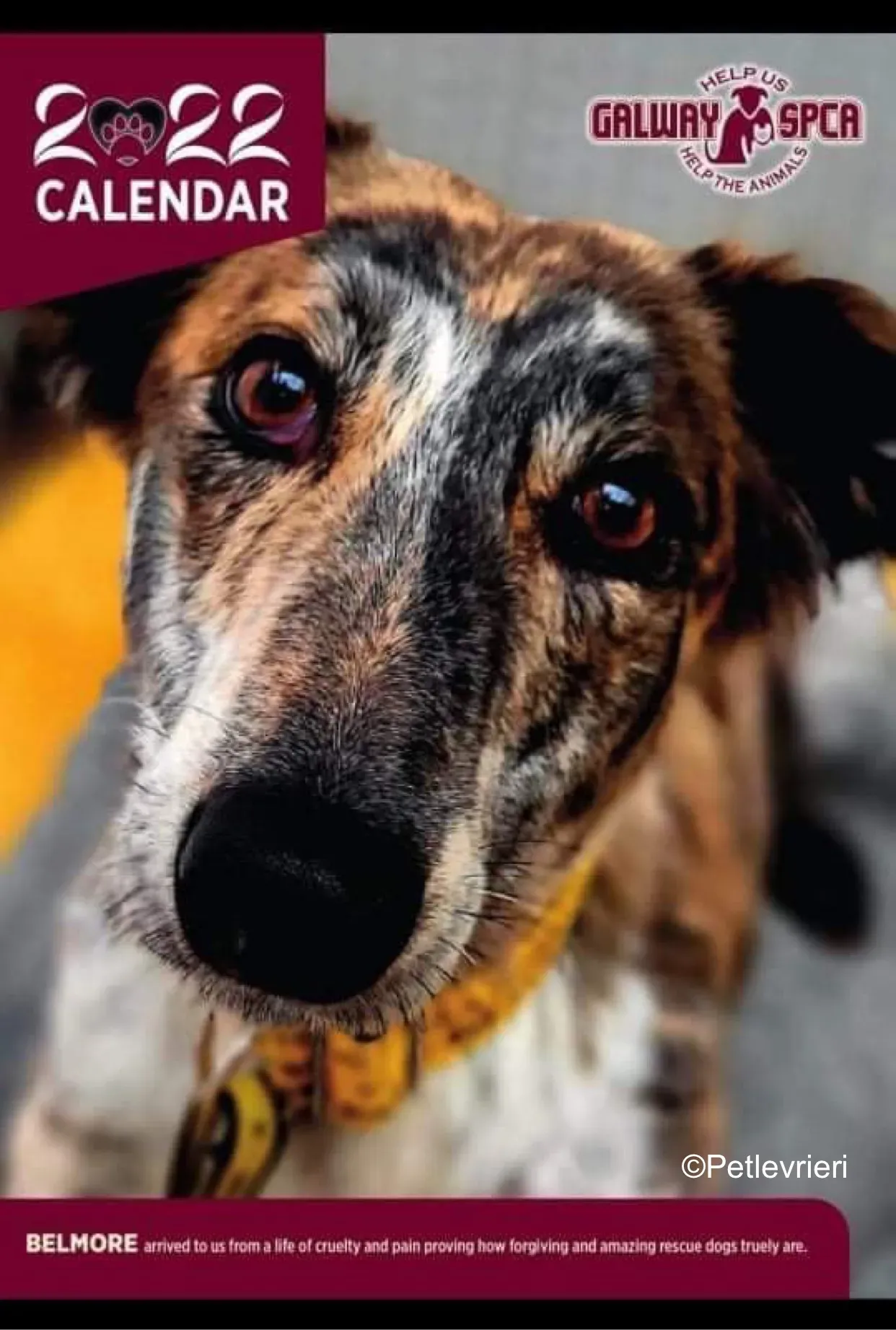 belmore adozione levrieri greyhound lurcher 5