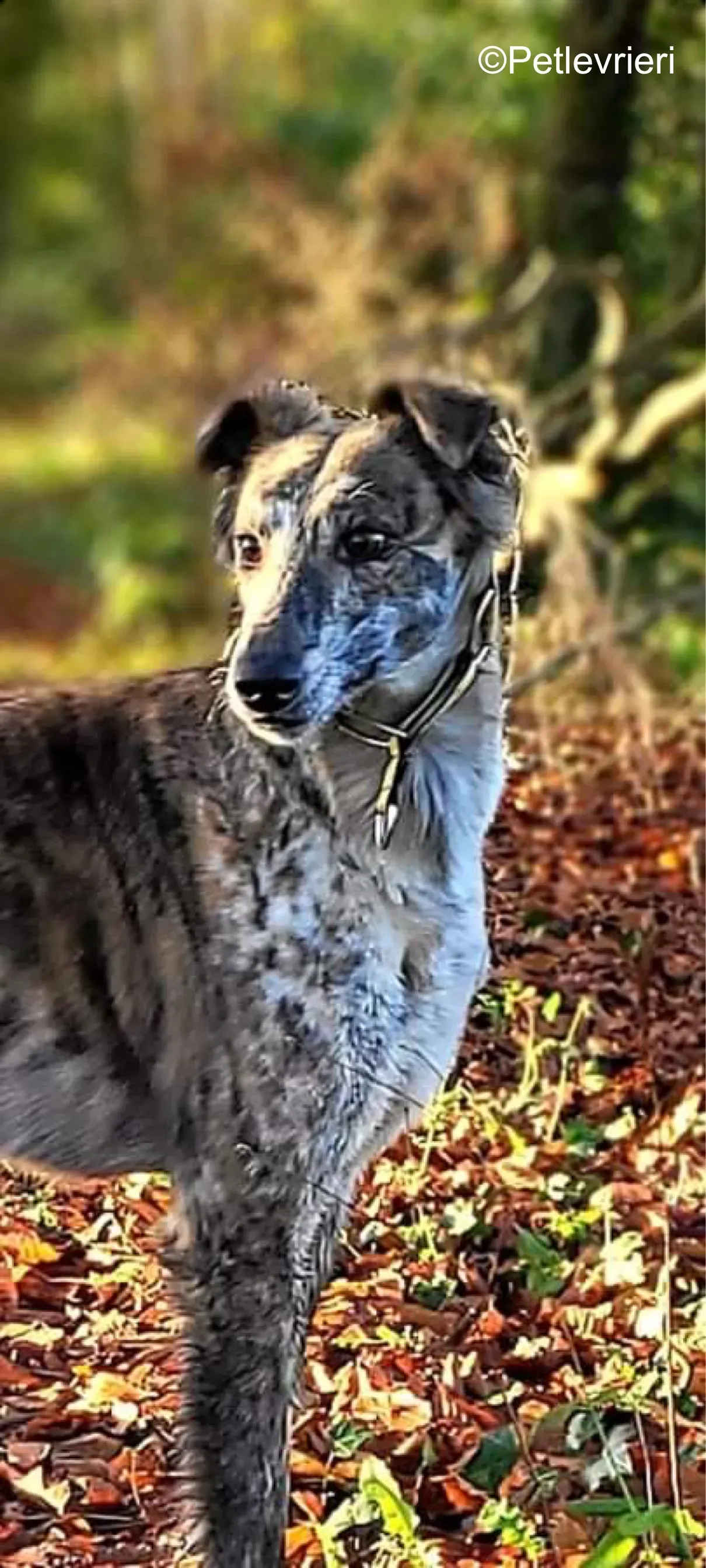 belmore adozione levrieri greyhound lurcher 6