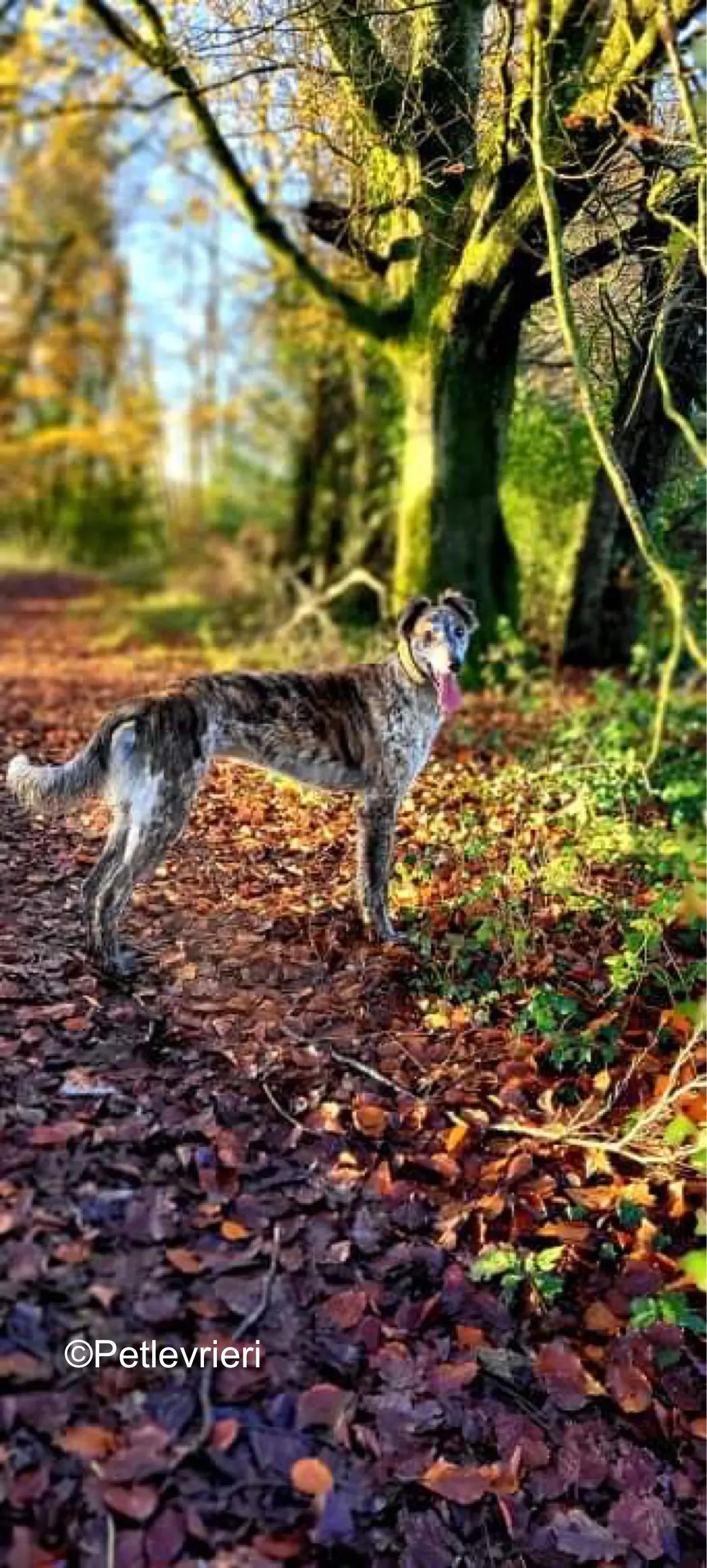 belmore adozione levrieri greyhound lurcher 7