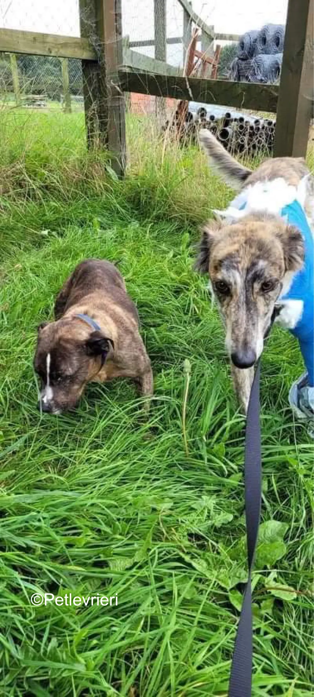 belmore adozione levrieri greyhound lurcher 8