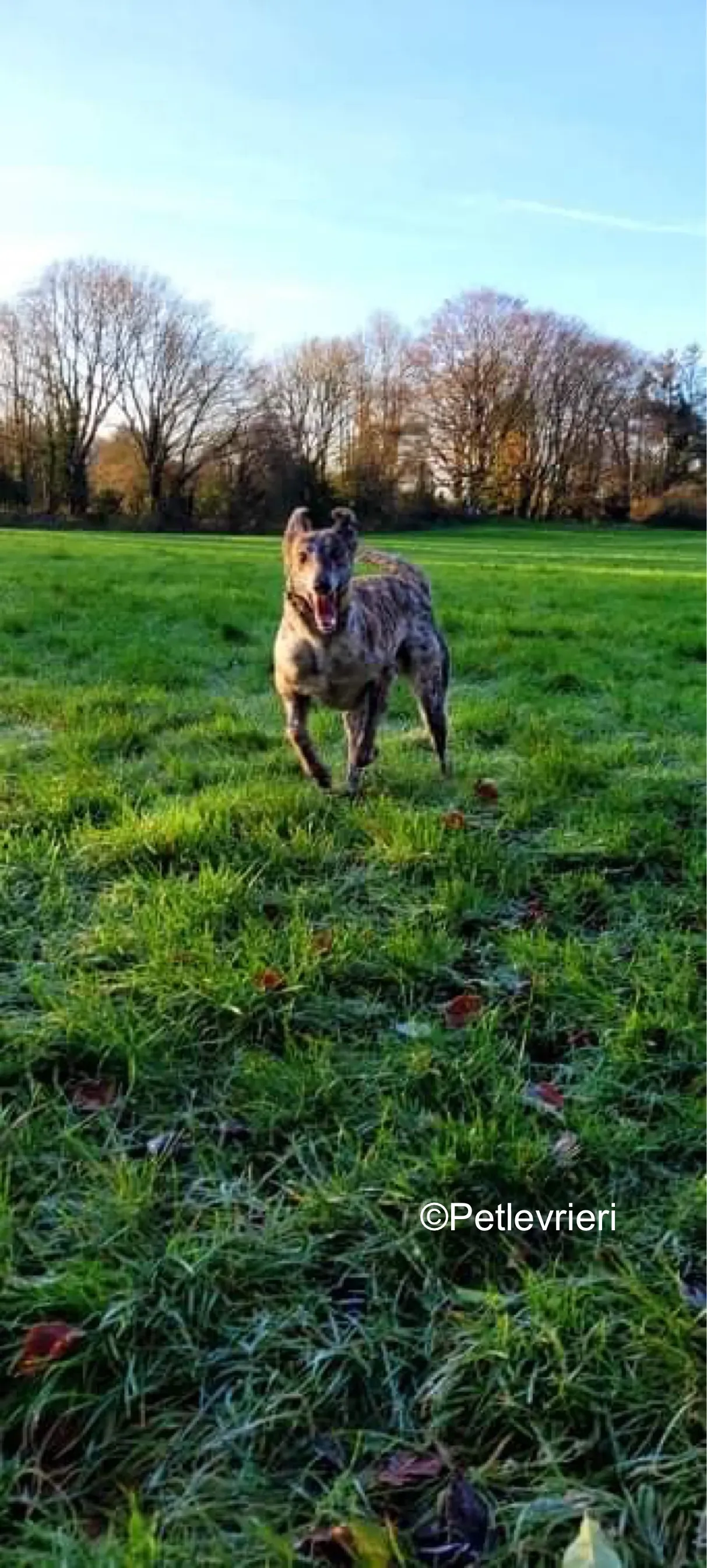 belmore adozione levrieri greyhound lurcher 9