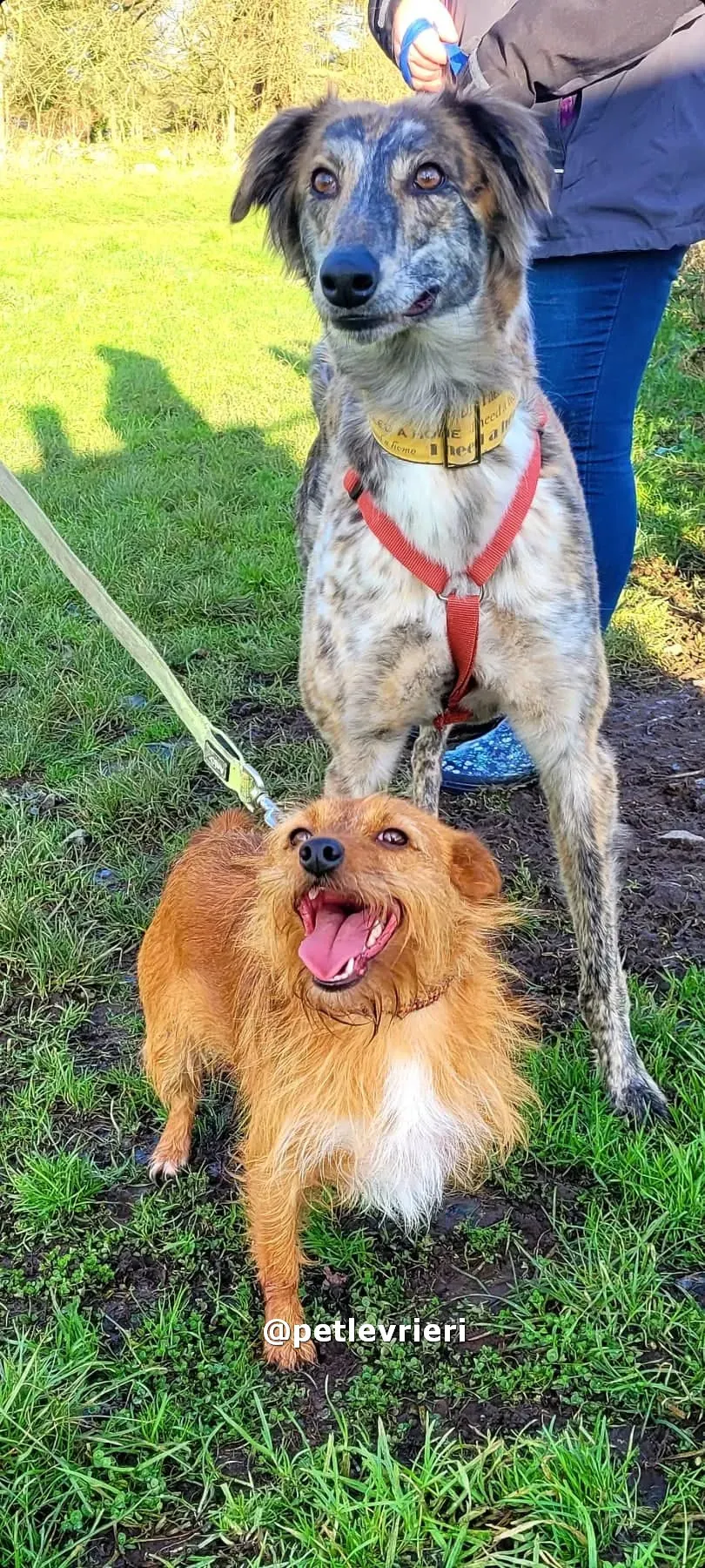 belmore adozione lurcher saluki pet levrieri 12