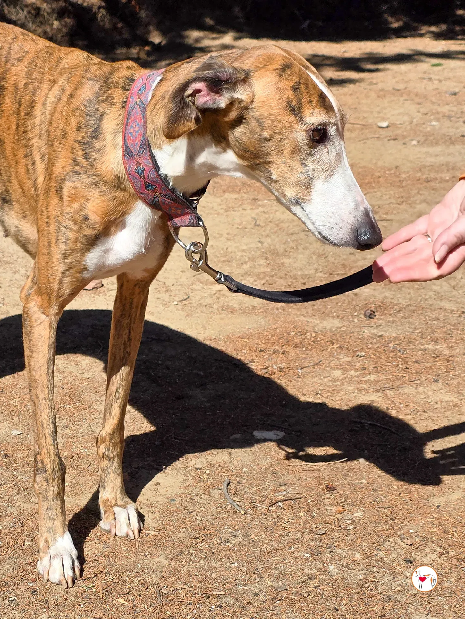 bely galgo adozione 1