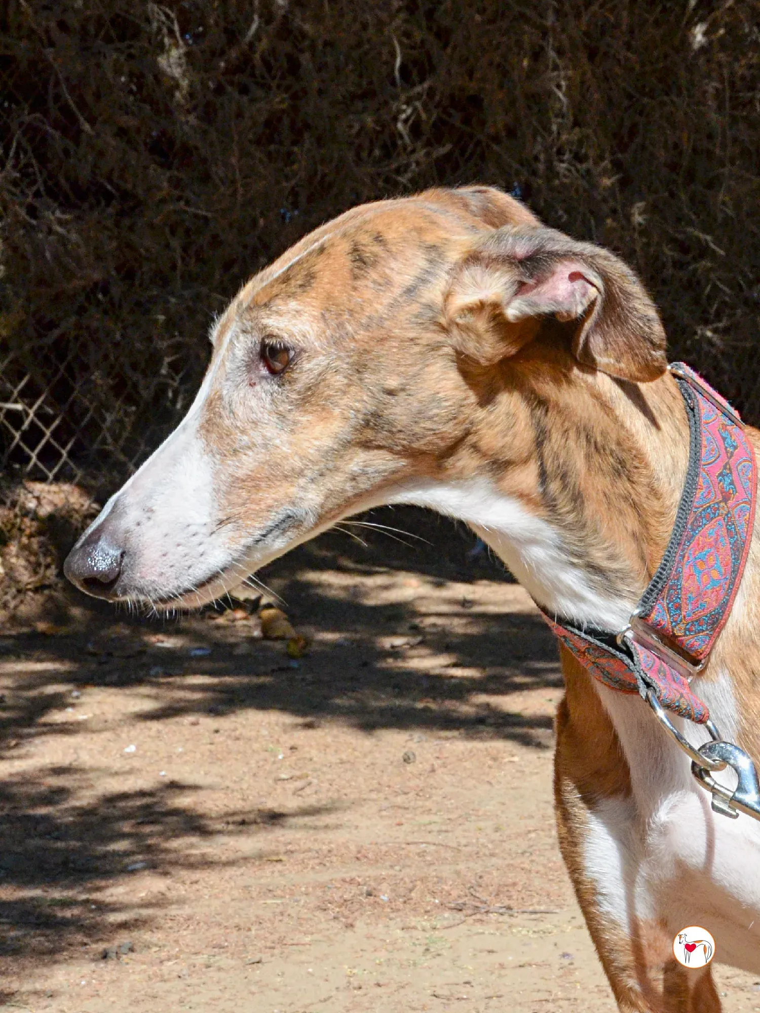 bely galgo adozione 10