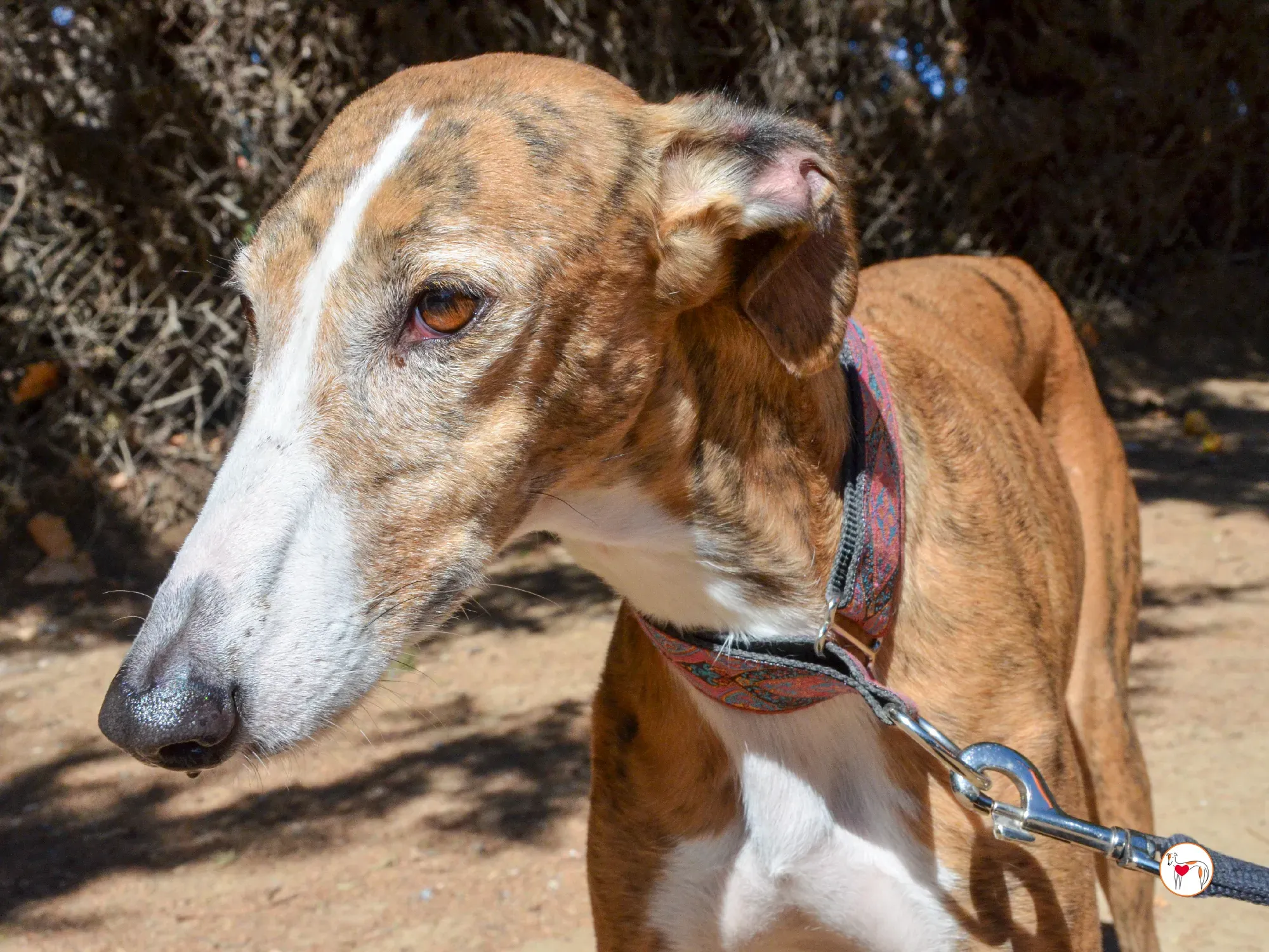 bely galgo adozione 11