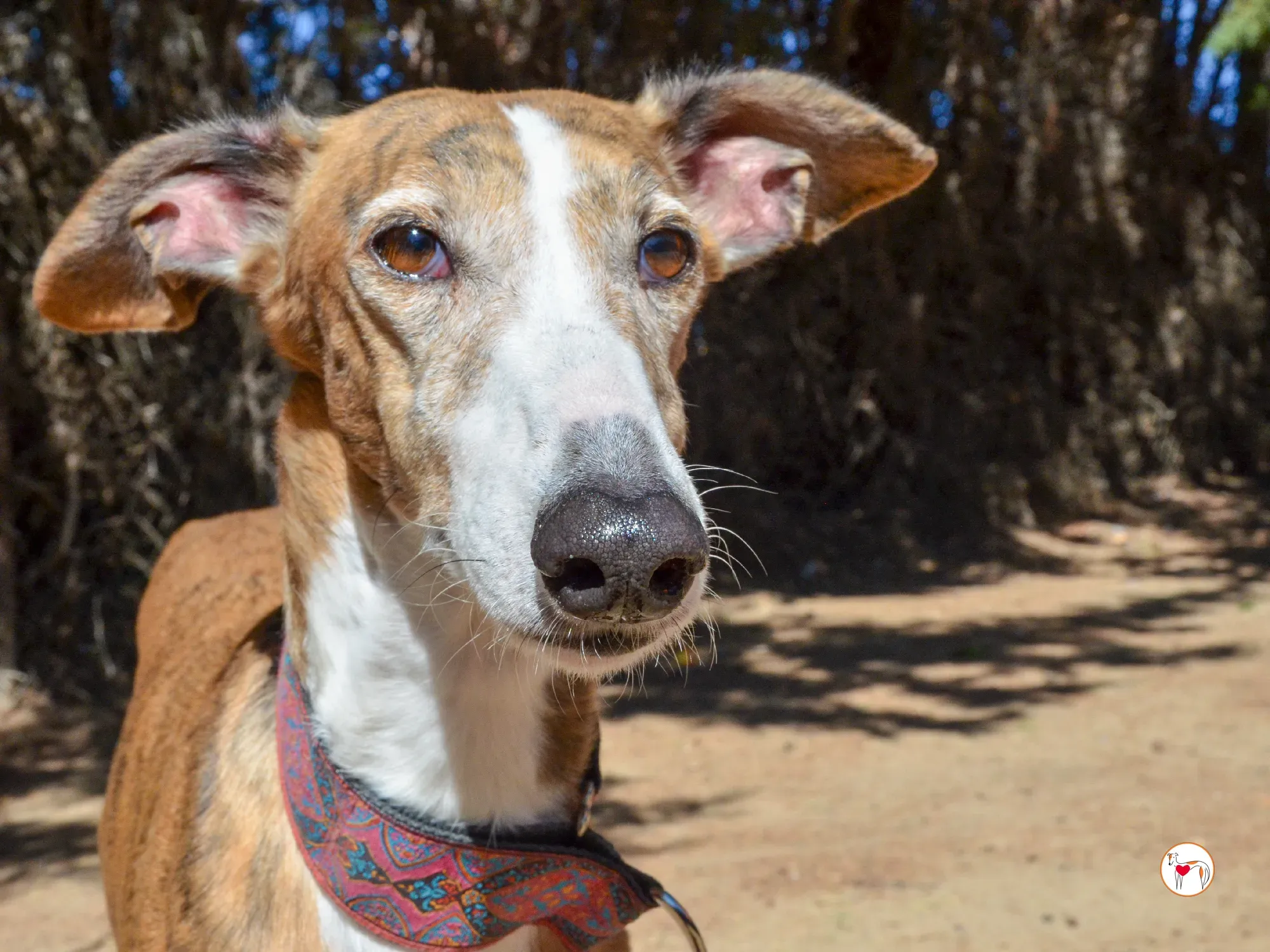 bely galgo adozione 12