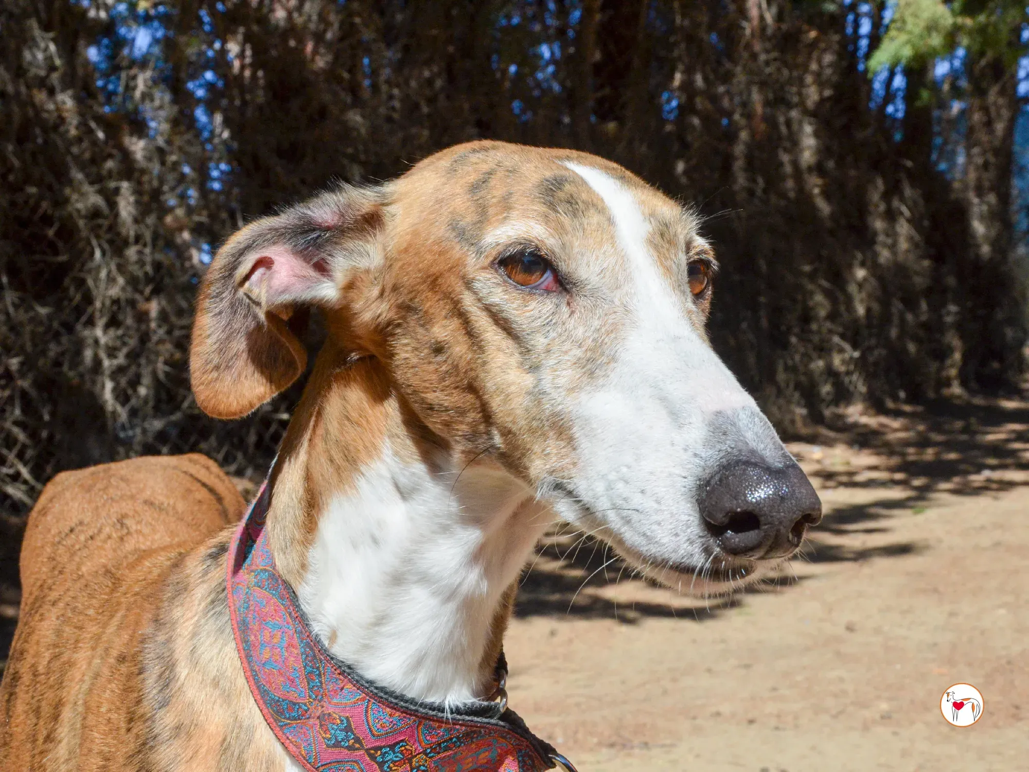 bely galgo adozione 13