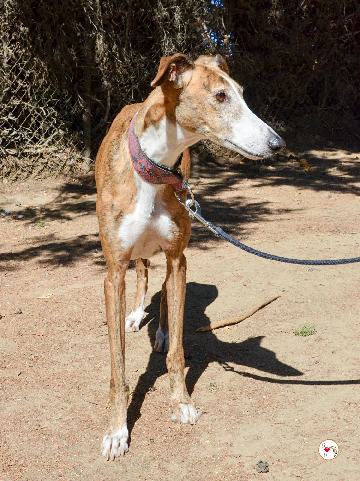 bely galgo adozione 14