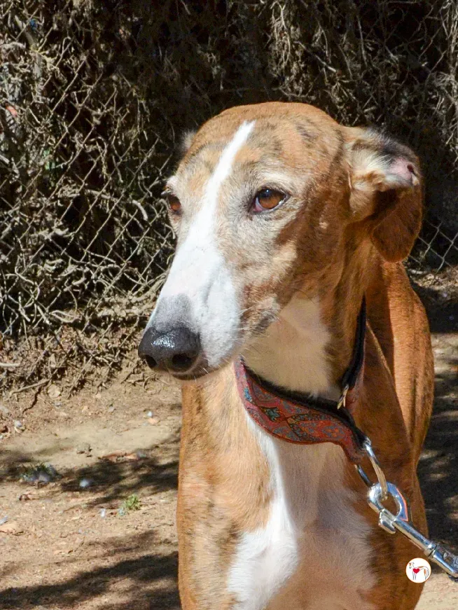 bely galgo adozione 15