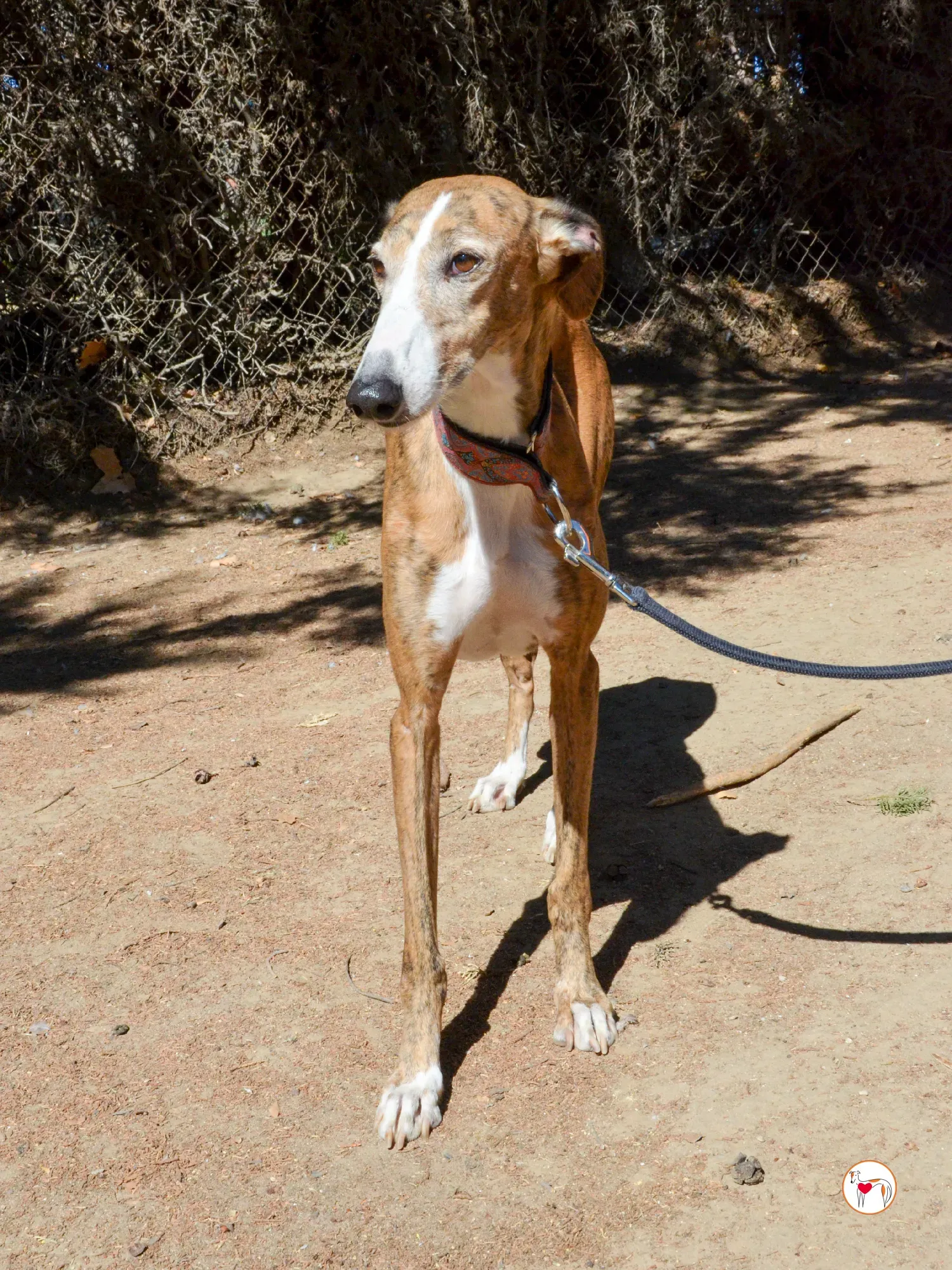 bely galgo adozione 16