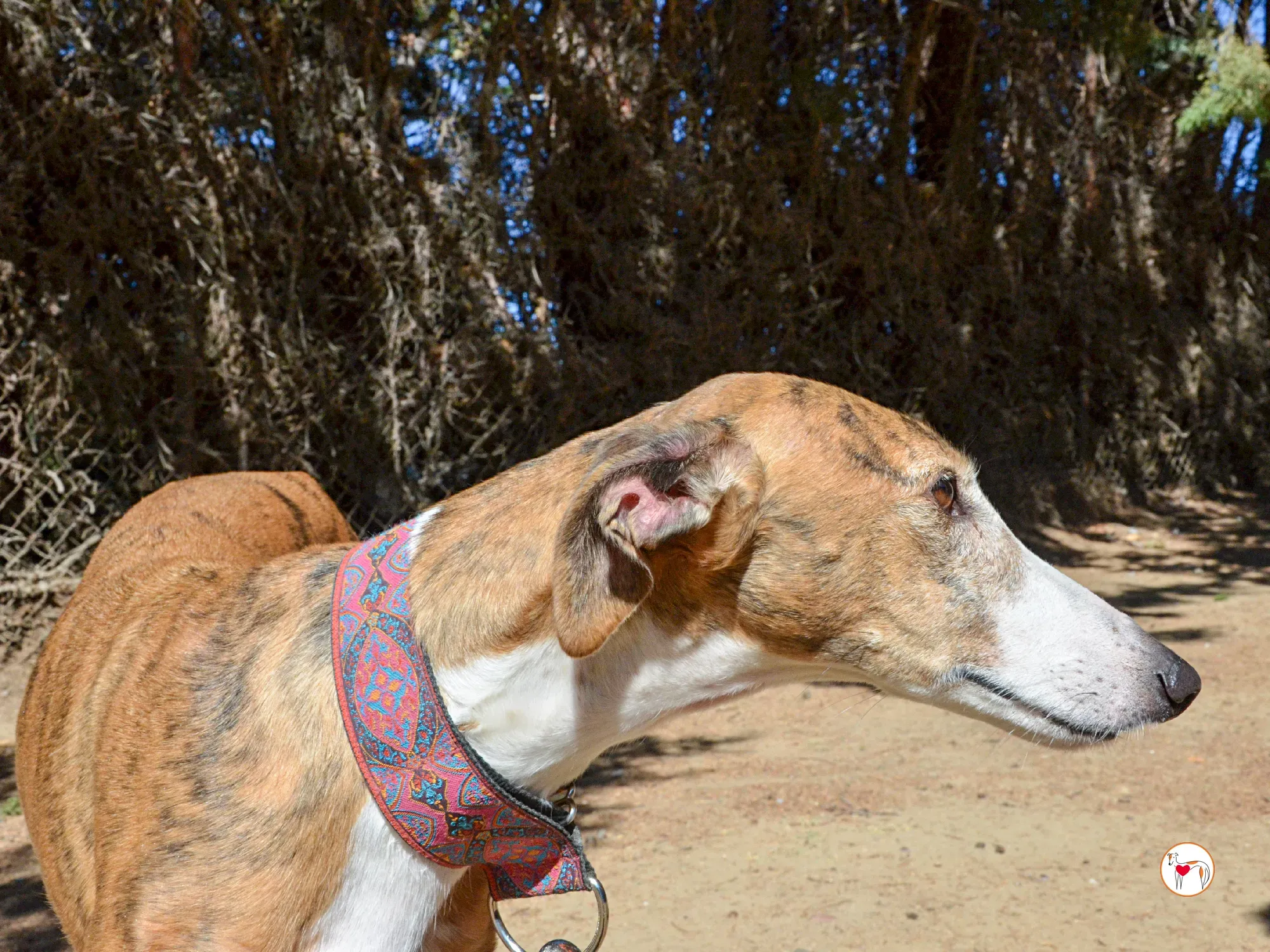 bely galgo adozione 17