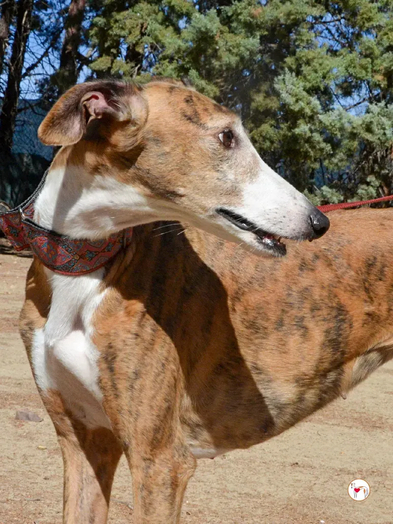 bely galgo adozione 18