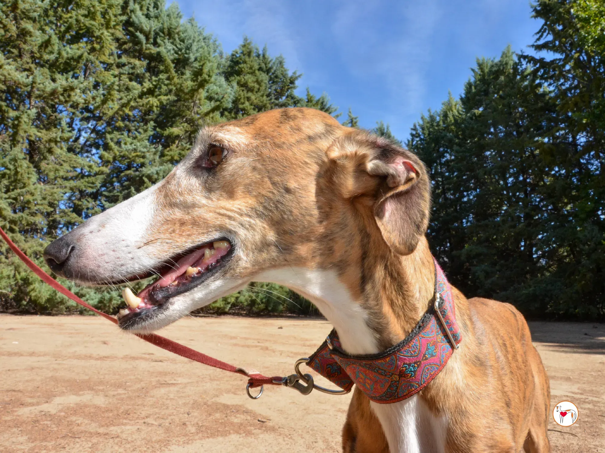 bely galgo adozione 19