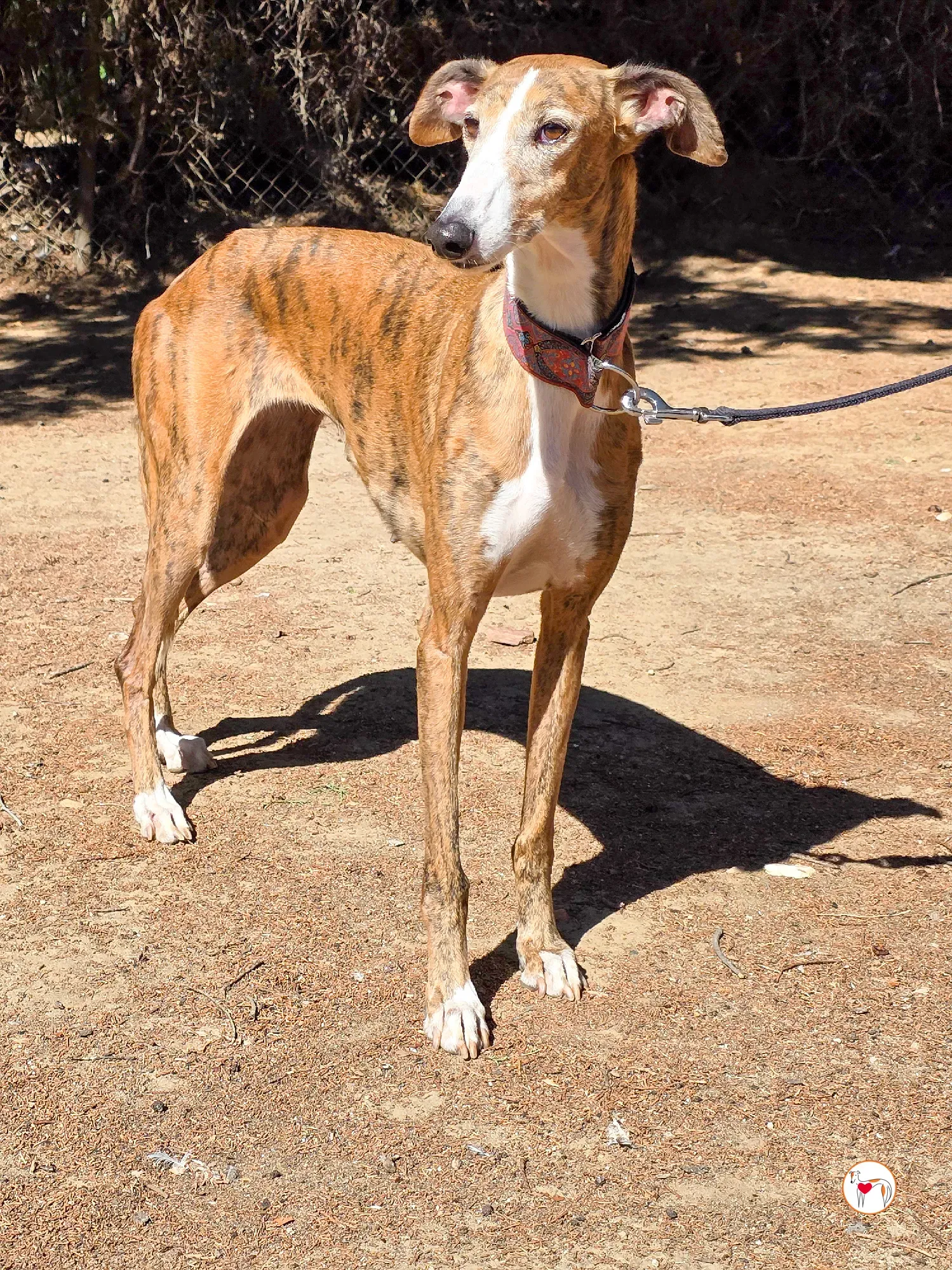 bely galgo adozione 2