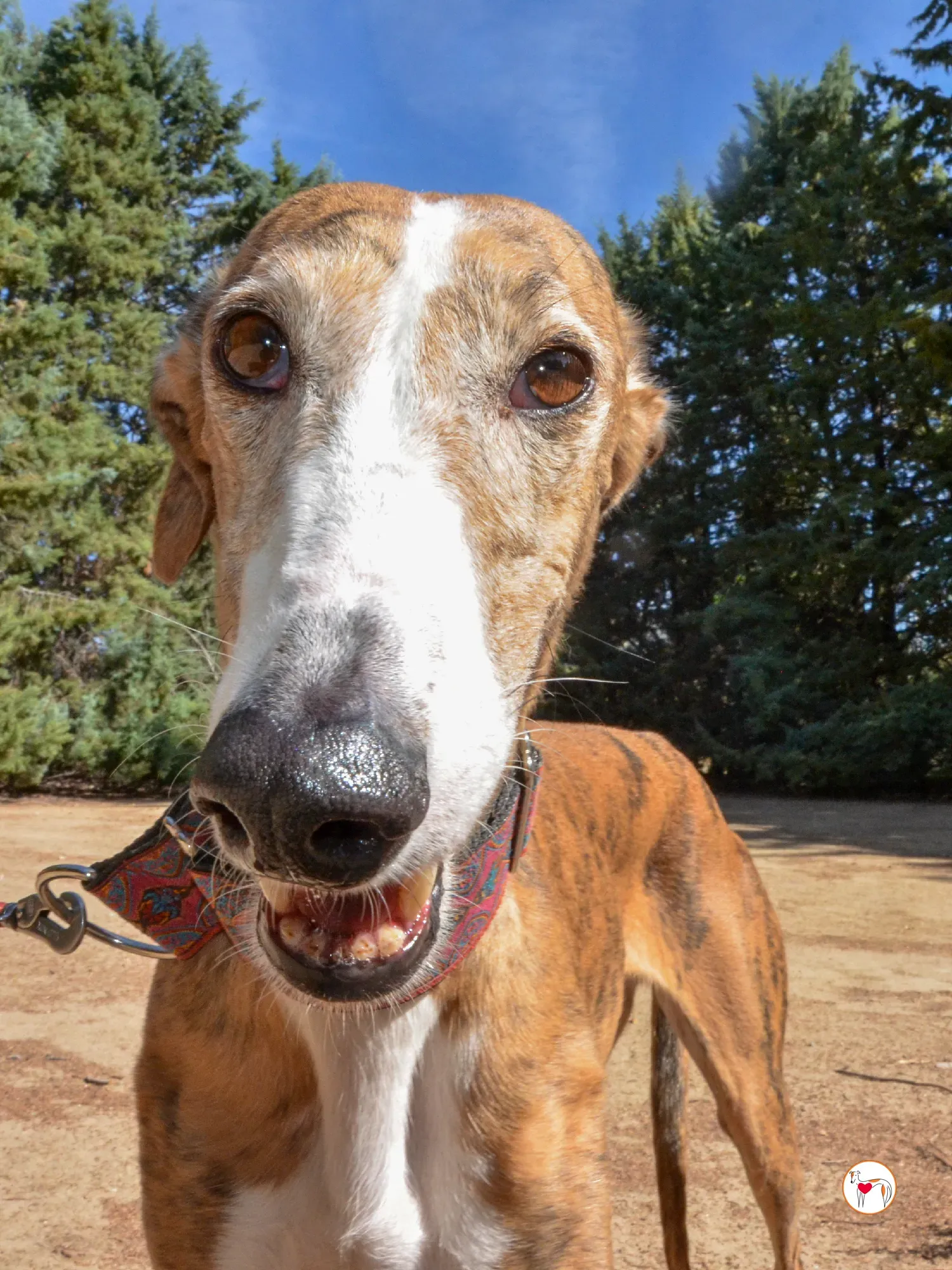 bely galgo adozione 20