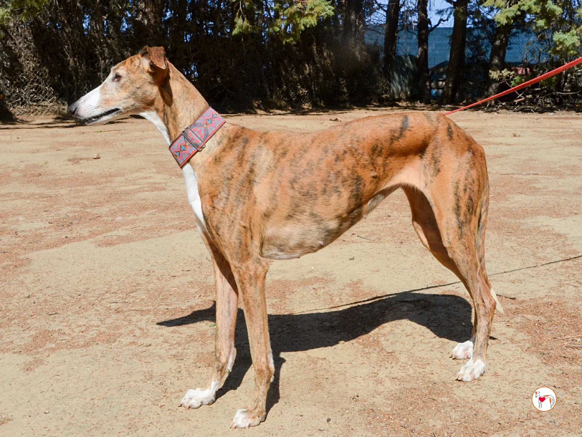 bely galgo adozione 21