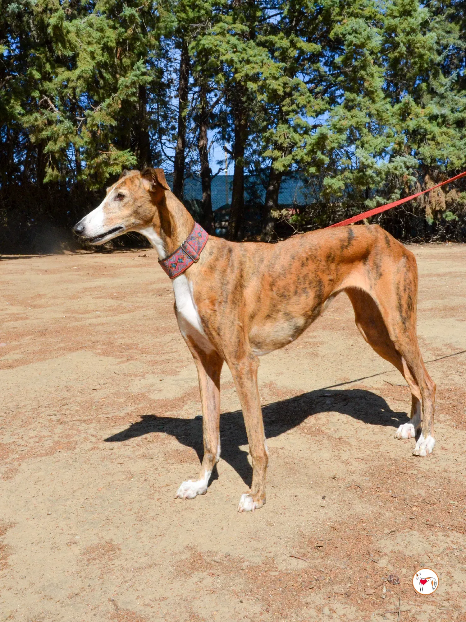 bely galgo adozione 22