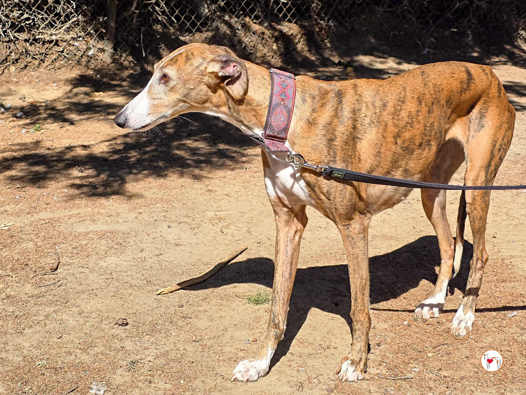 bely galgo adozione 3