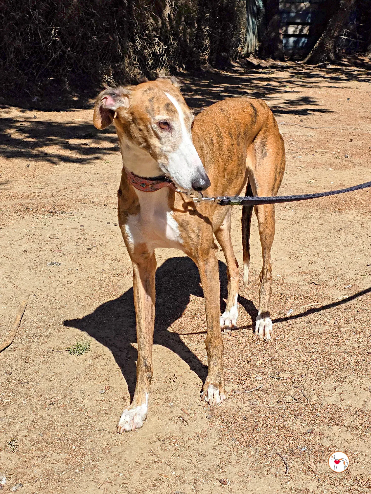 bely galgo adozione 4