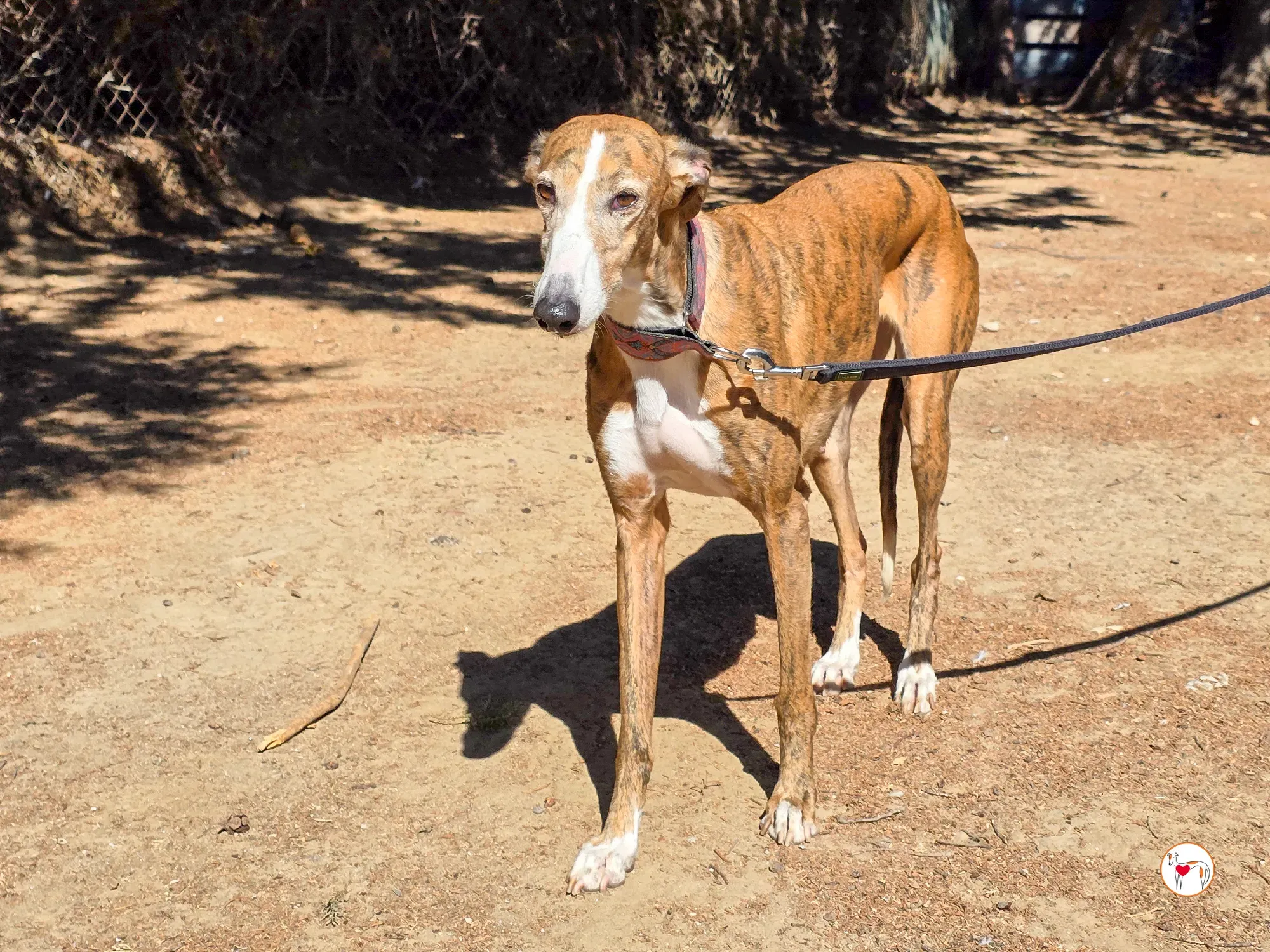 bely galgo adozione 5