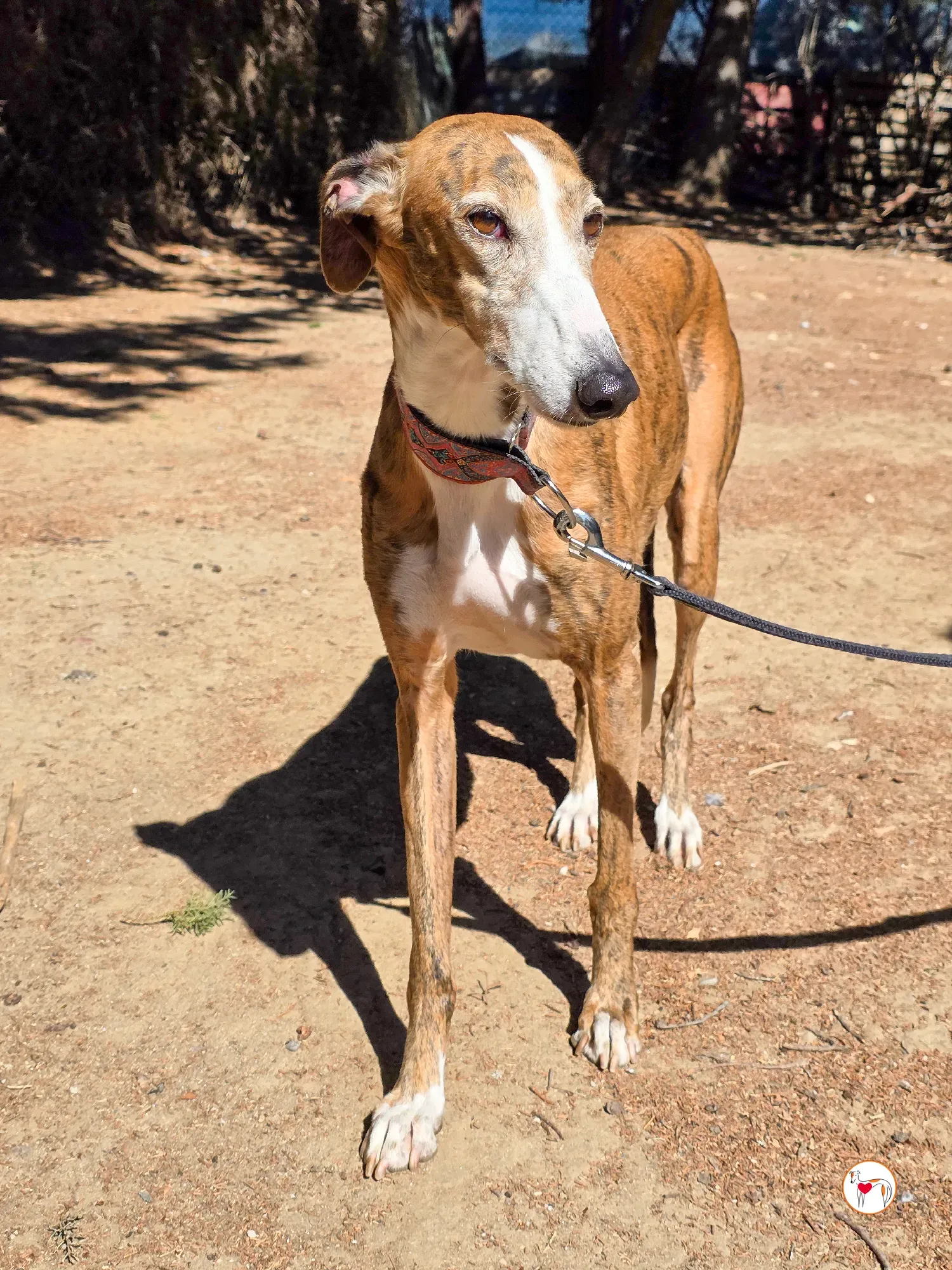 bely galgo adozione 6