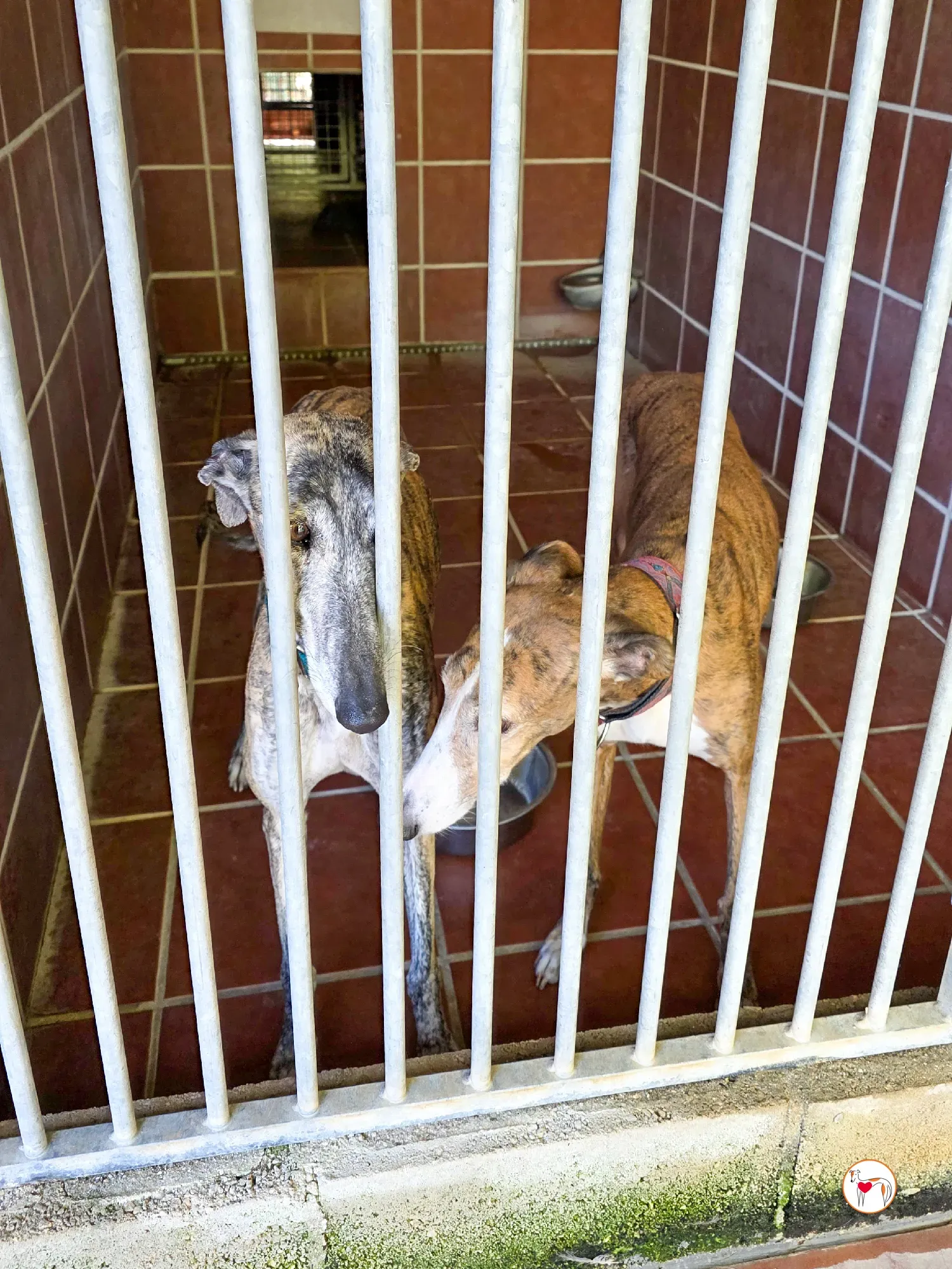 bely galgo adozione 7