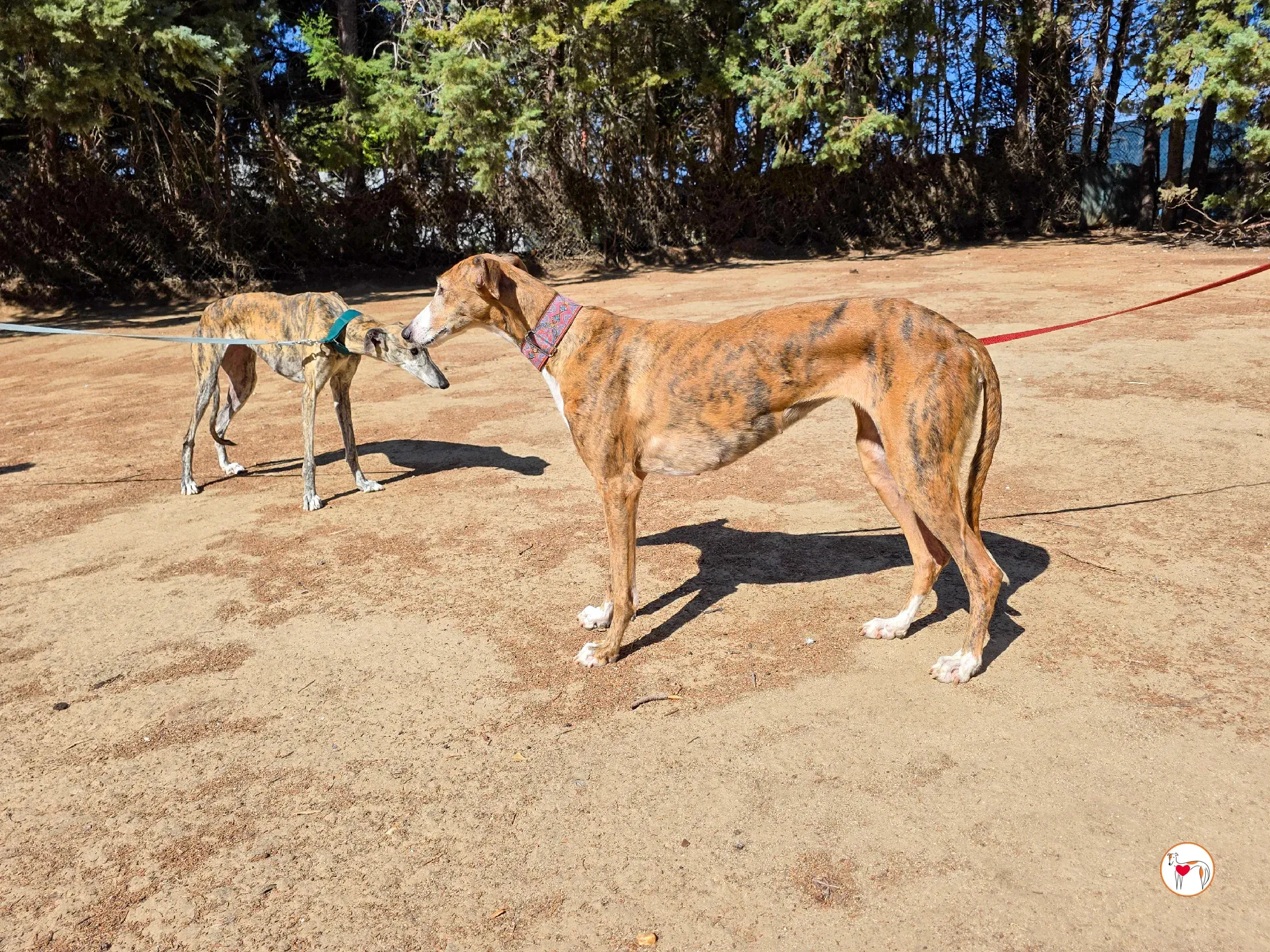 bely galgo adozione 8