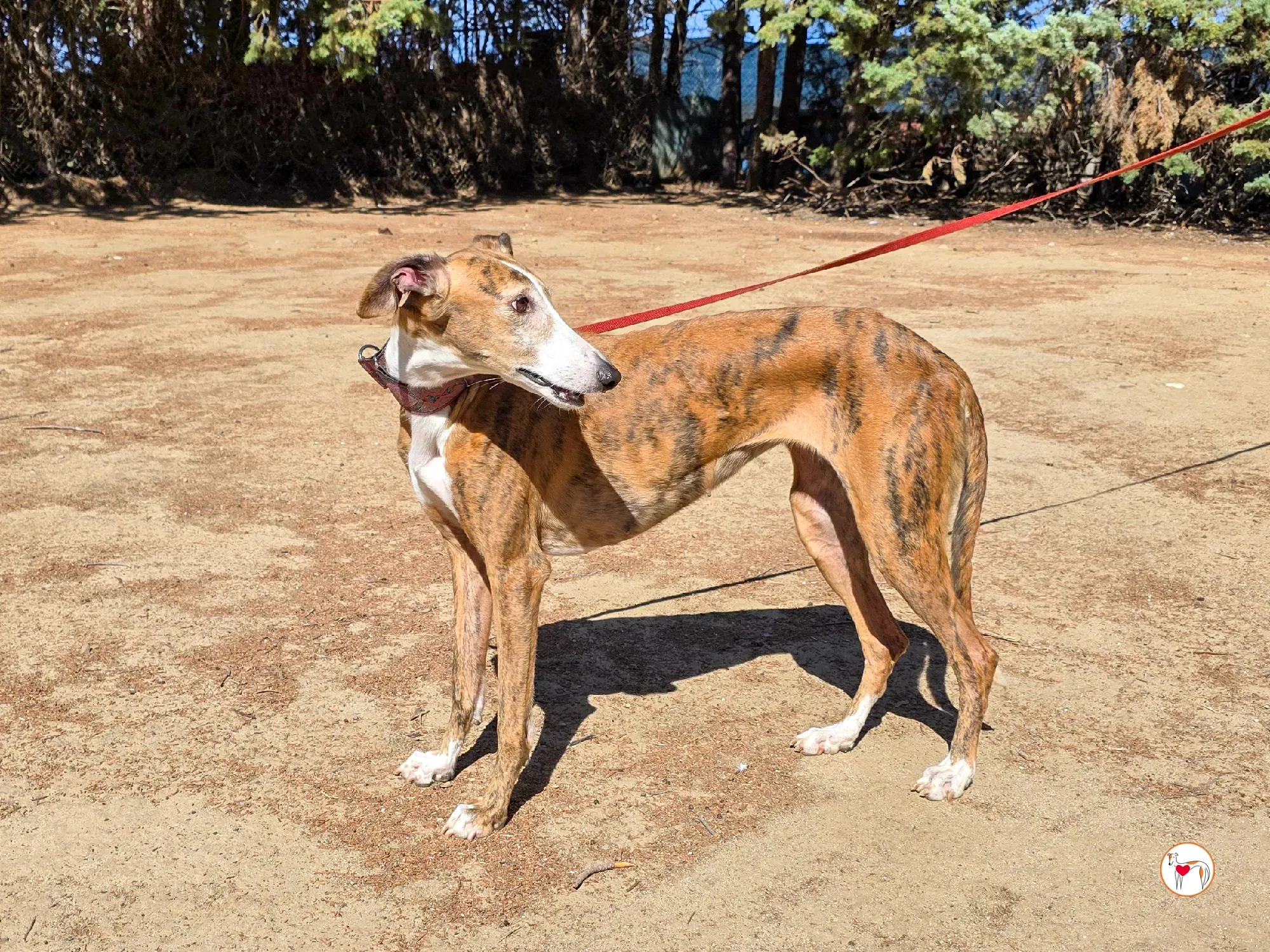 bely galgo adozione 9