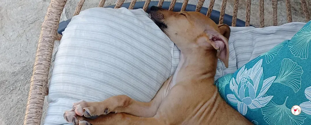 benito galgo cucciolo adozione 00 copertina b