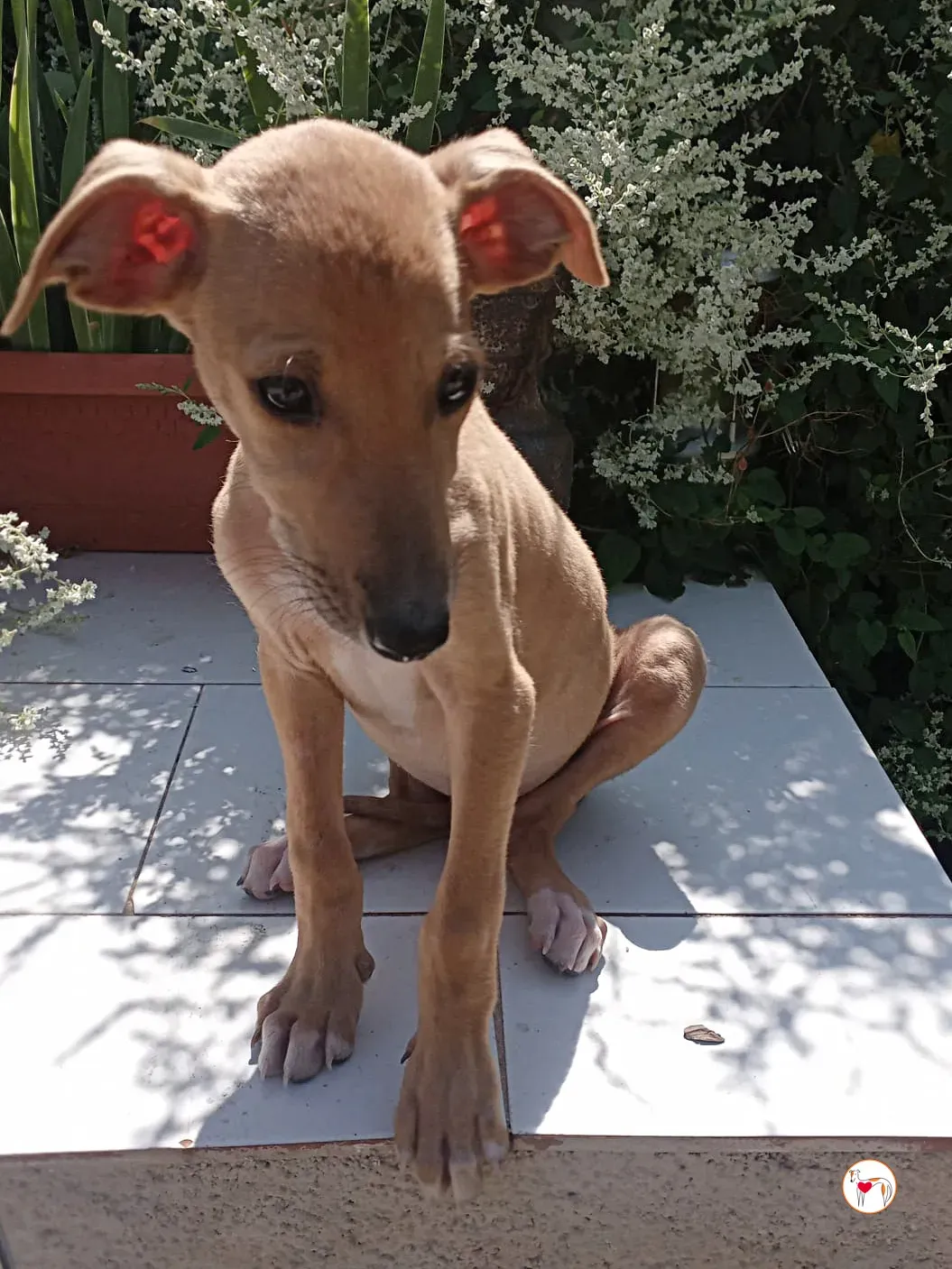 benito galgo cucciolo adozione 01